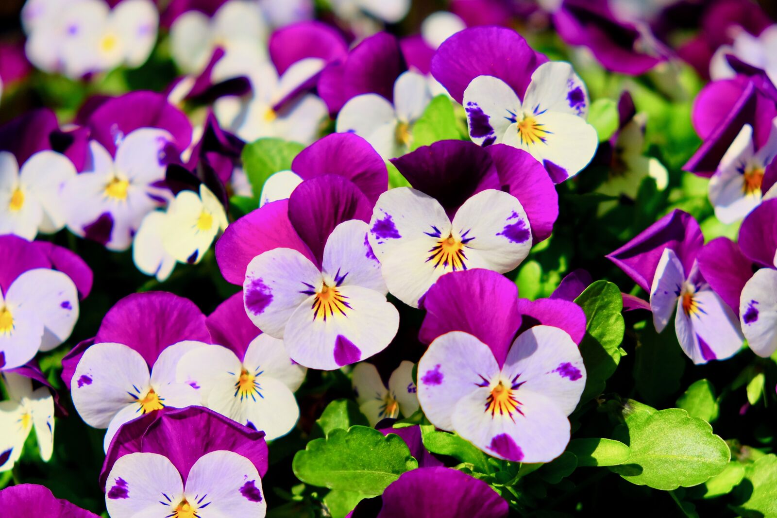 Fujifilm X-T10 sample photo. Pansy, purple, colorful photography