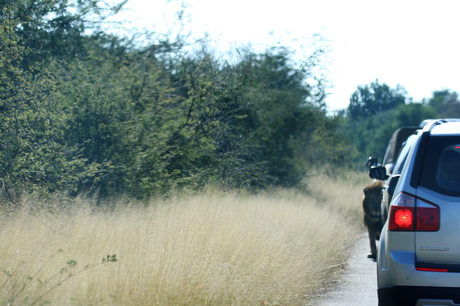 Canon EOS 7D Mark II sample photo. Africa, animal, behind, big photography