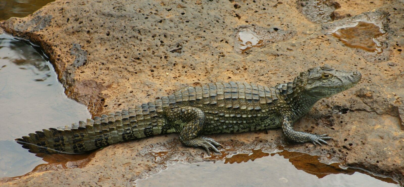 Canon EOS 300D (EOS Digital Rebel / EOS Kiss Digital) sample photo. Crocodile, saurian, reptile photography