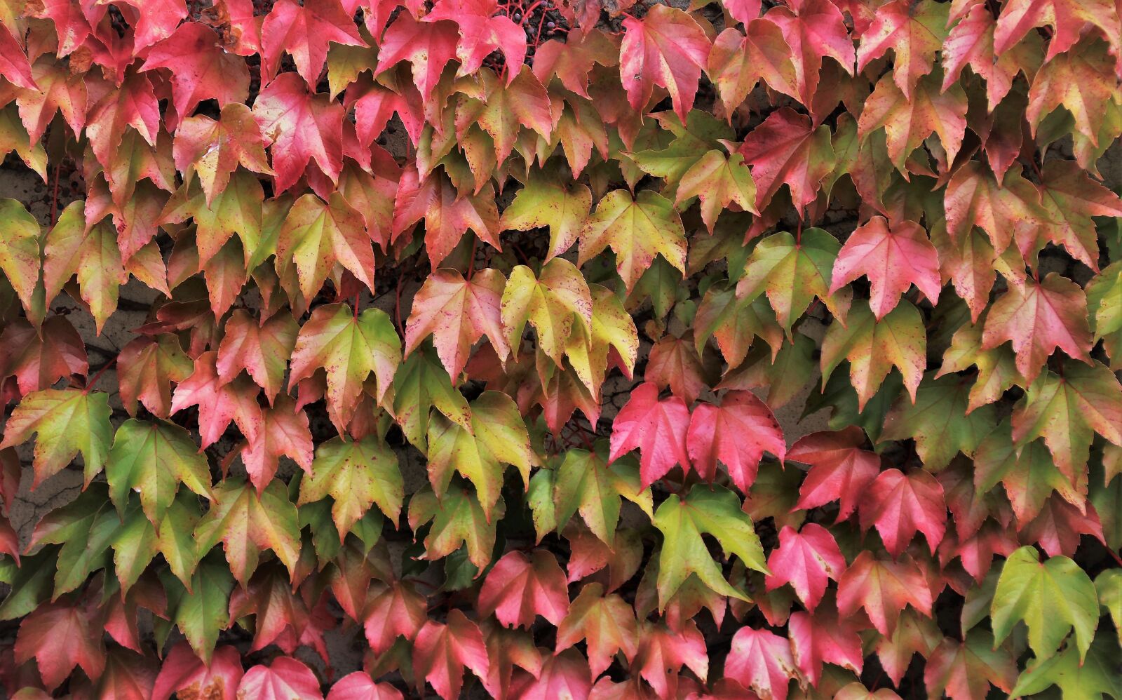 Canon EOS 80D sample photo. The walls of the photography