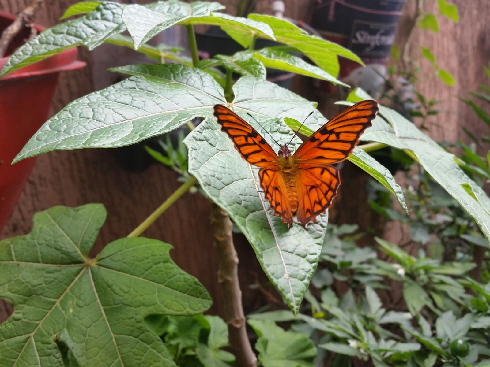 Samsung Galaxy S5 sample photo. Butterfly, orange, beautiful photography