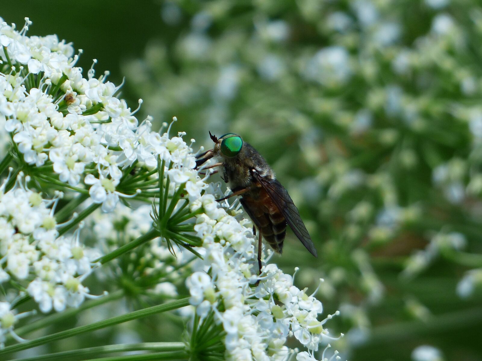 Panasonic Lumix DMC-FZ200 sample photo. Rinderbremse, green eyes, green photography