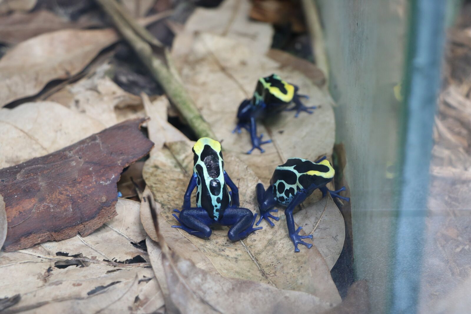Canon EOS 750D (EOS Rebel T6i / EOS Kiss X8i) sample photo. Frog, zoology, animal photography