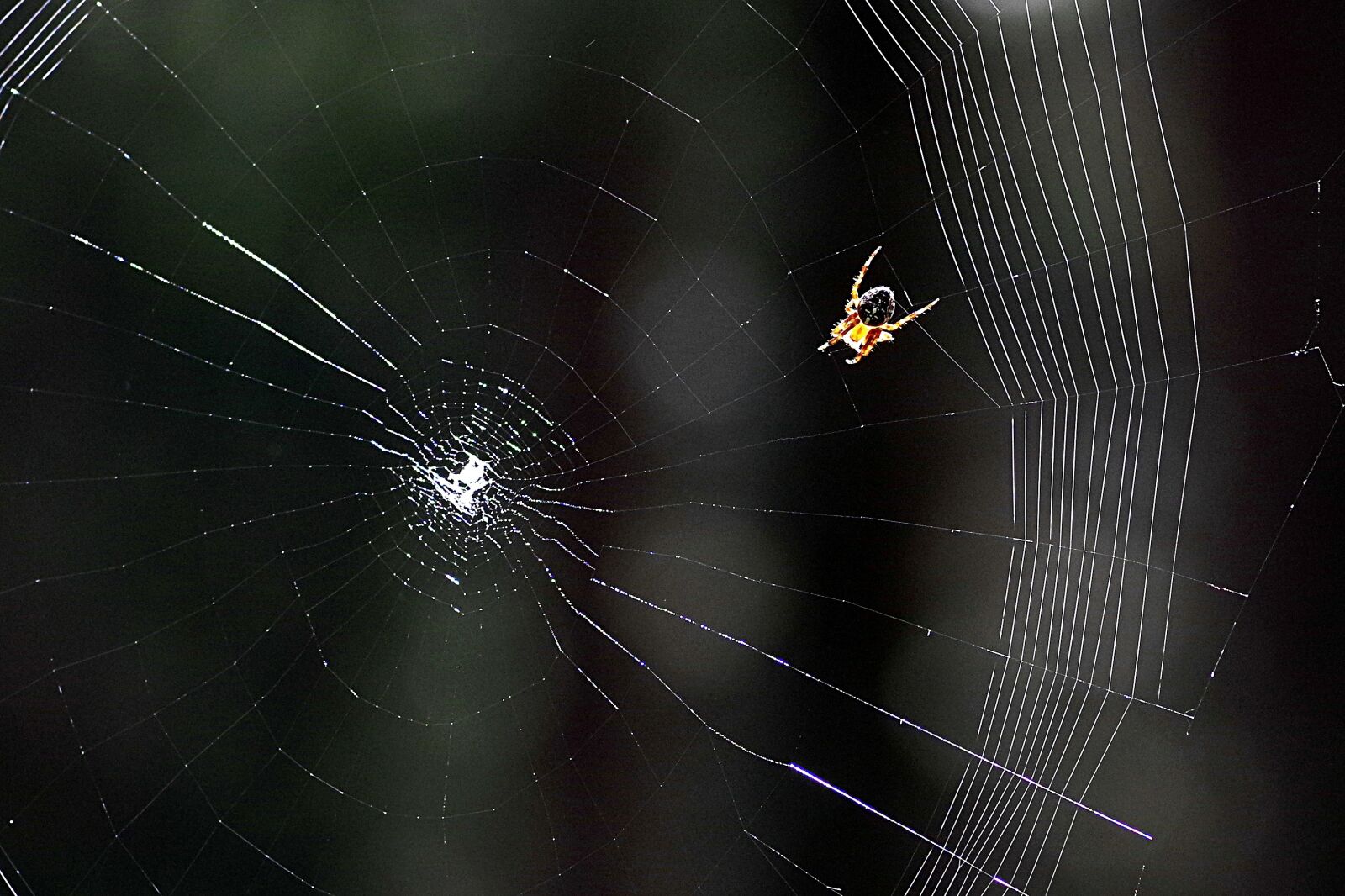Pentax K-S2 sample photo. Cobweb, spider, araneus photography