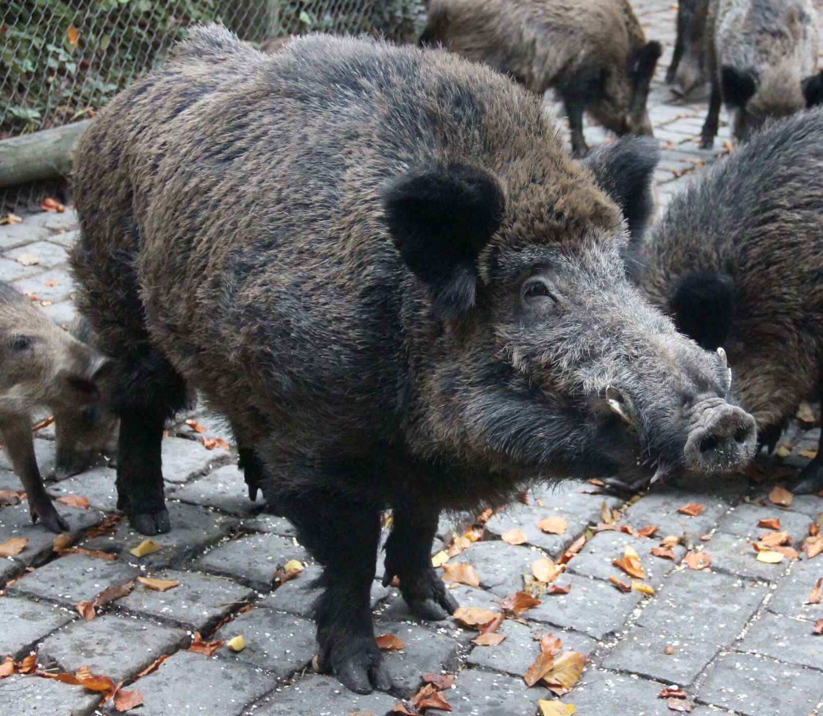 Canon EOS 550D (EOS Rebel T2i / EOS Kiss X4) sample photo. Boar, wild, wildlife park photography