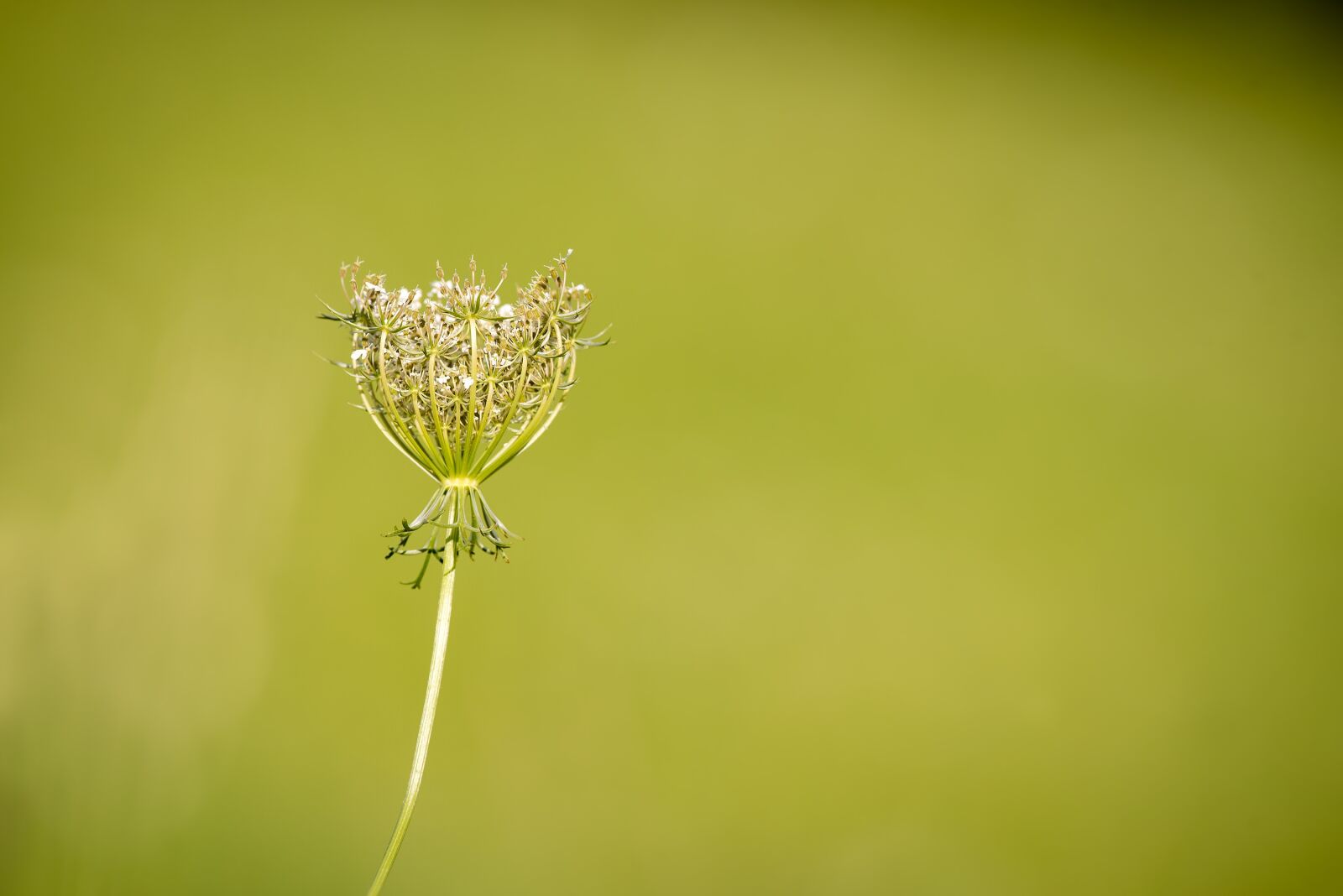 Nikon D750 sample photo. Carrot, wild carrot, plant photography