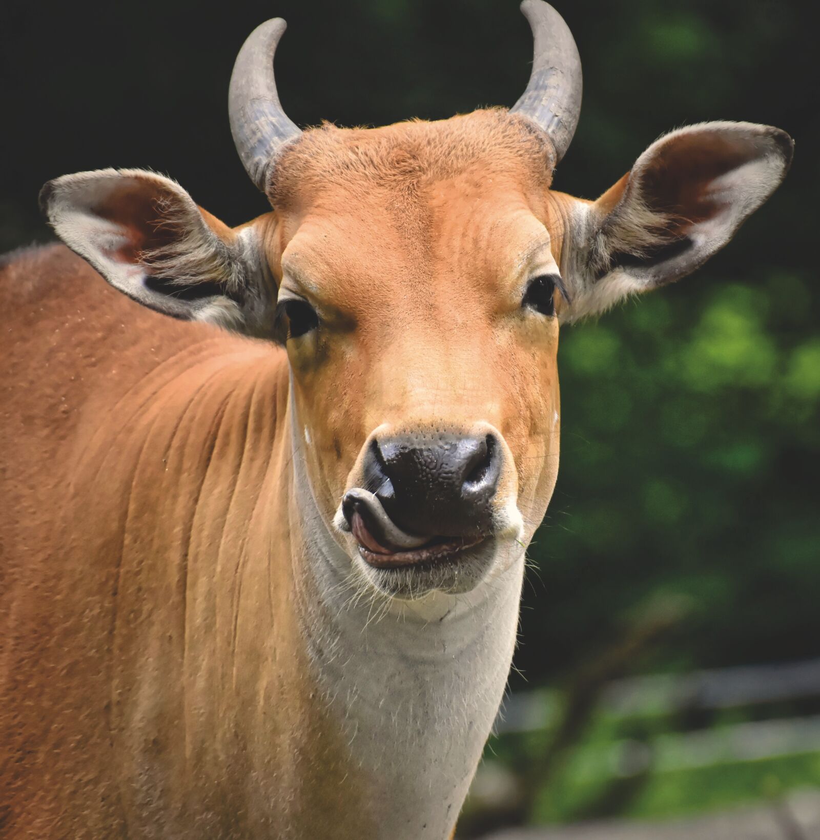 Nikon D7200 sample photo. Banteng, beef, bos javanicus photography