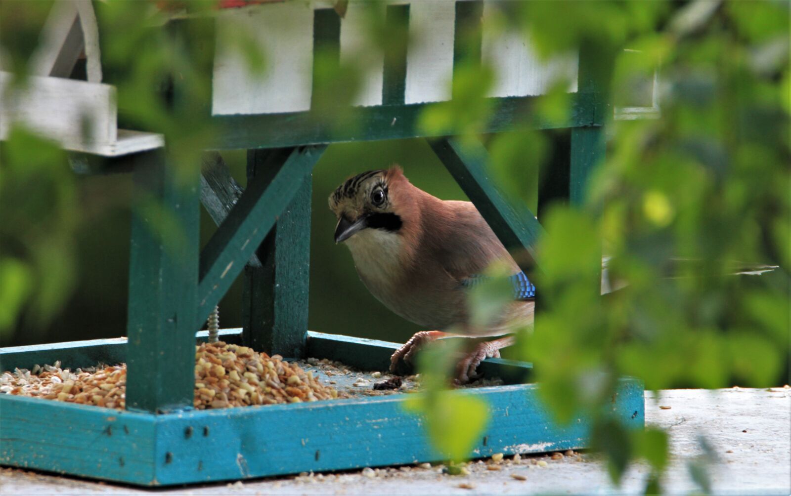Tamron SP 150-600mm F5-6.3 Di VC USD sample photo. Jay, bird, songbird photography