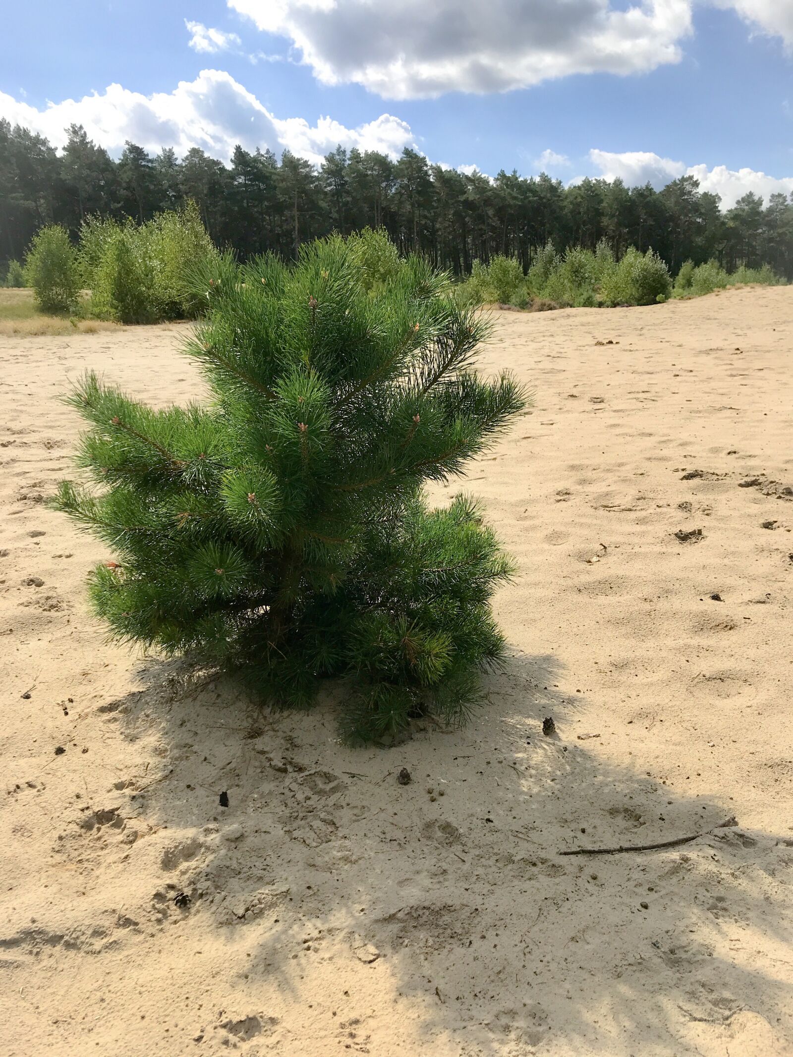 iPhone 7 back camera 3.99mm f/1.8 sample photo. Holmer sand mountains, sand photography
