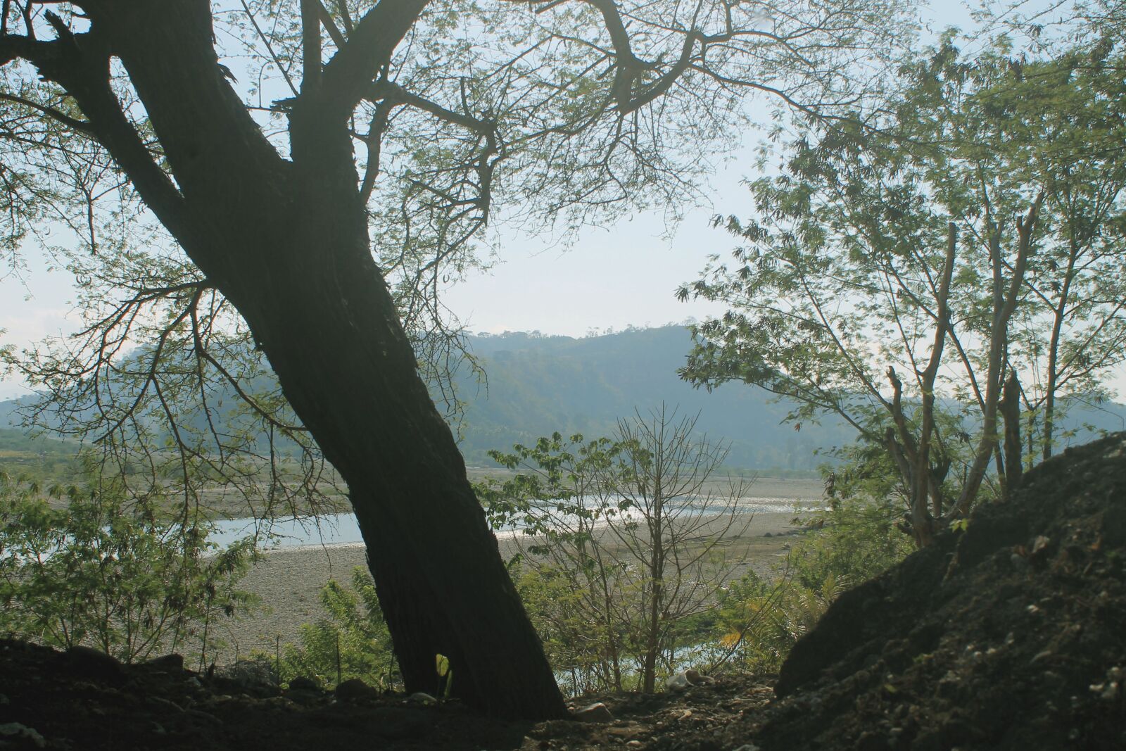 Canon EOS 1100D (EOS Rebel T3 / EOS Kiss X50) sample photo. The tree, wood, nature photography