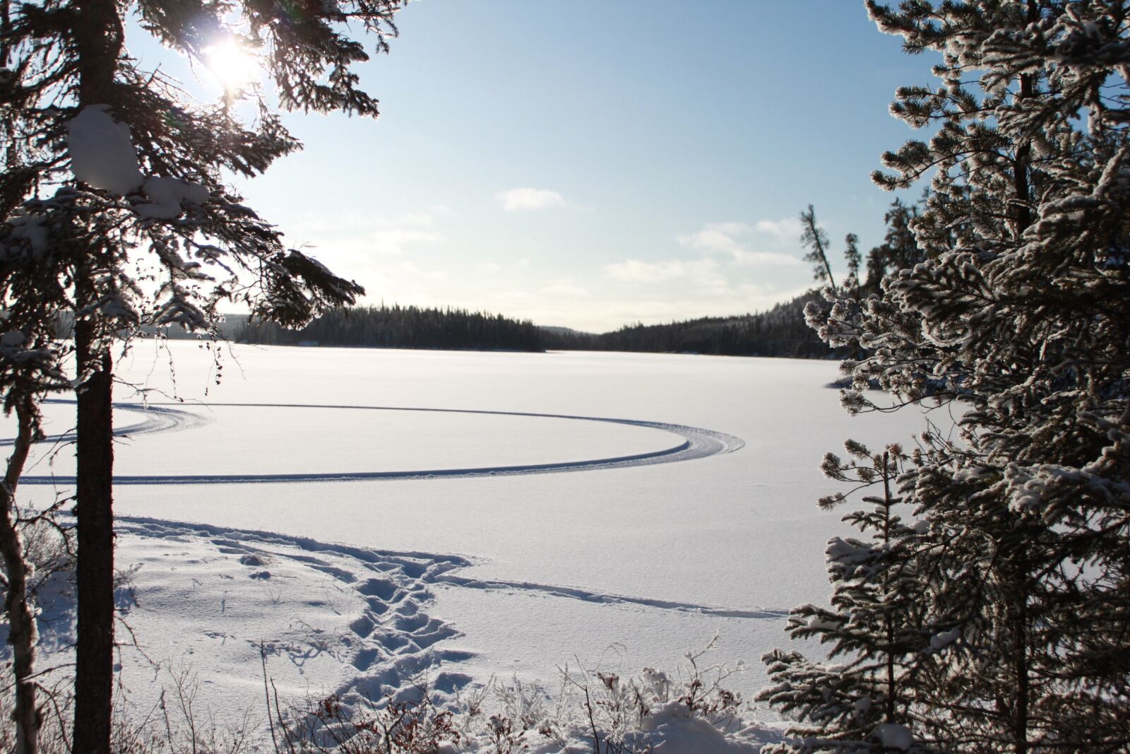 Canon EOS 500D (EOS Rebel T1i / EOS Kiss X3) sample photo. Winter, tree, landscape photography
