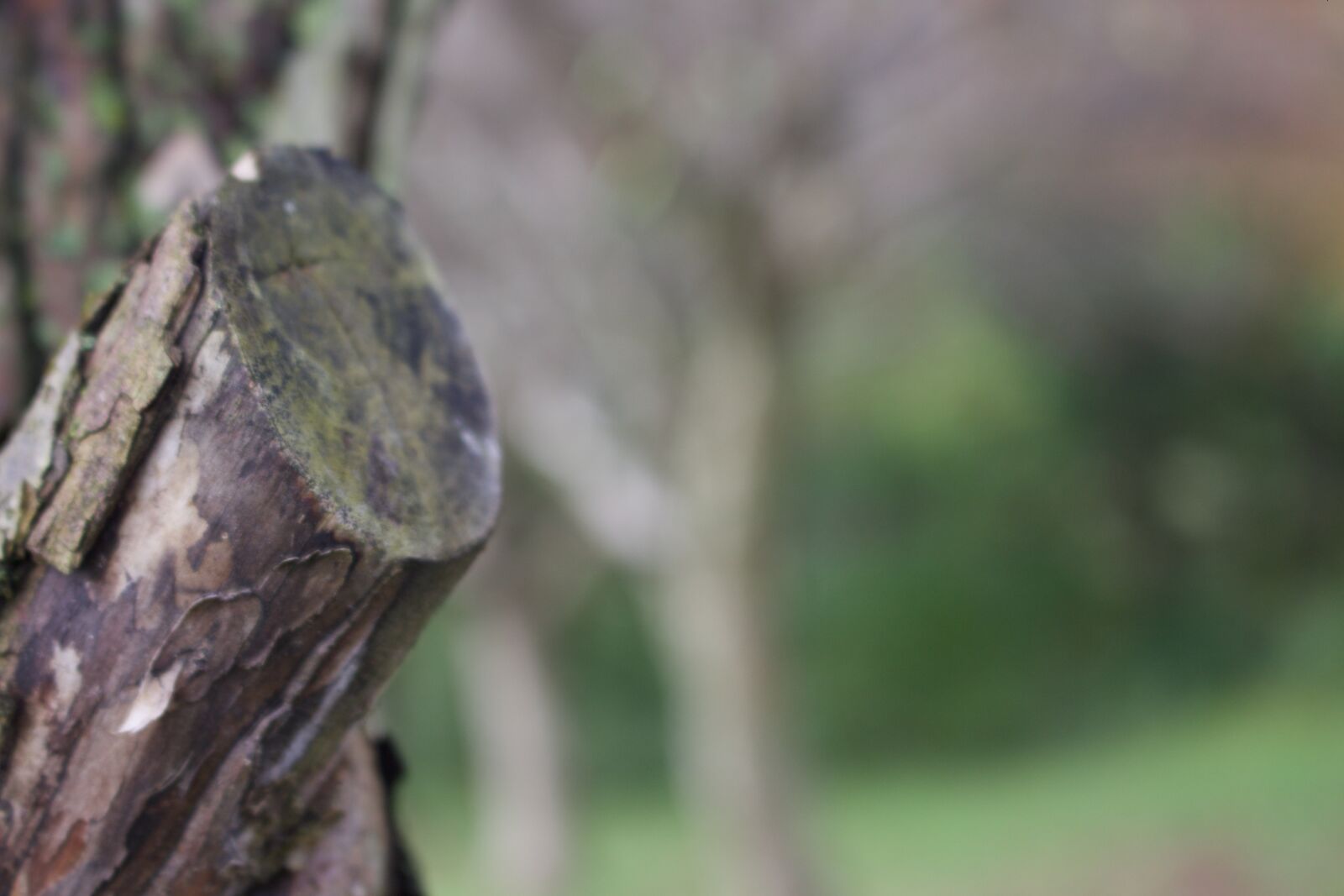 Canon EOS 700D (EOS Rebel T5i / EOS Kiss X7i) sample photo. Tree, bark photography