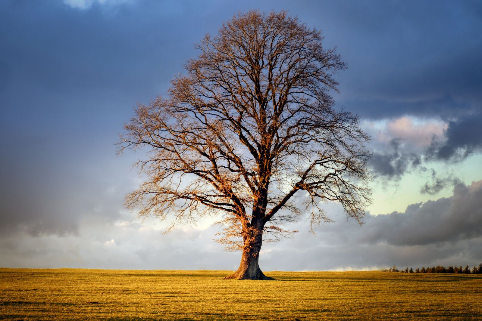 Panasonic Lumix DMC-GX8 sample photo. Tree, winter, landscape photography