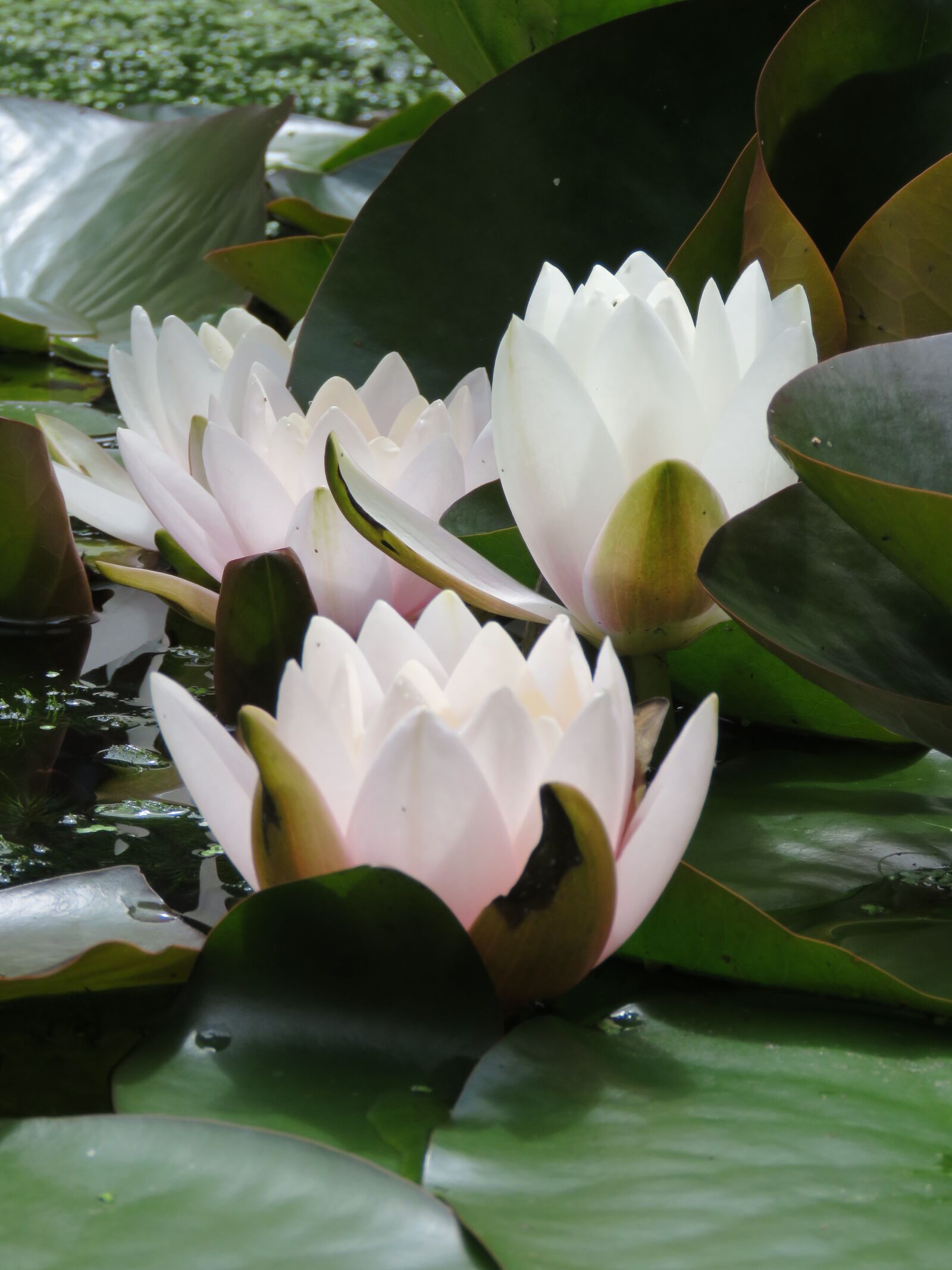 Canon PowerShot SX60 HS sample photo. Pond, water lily, flower photography