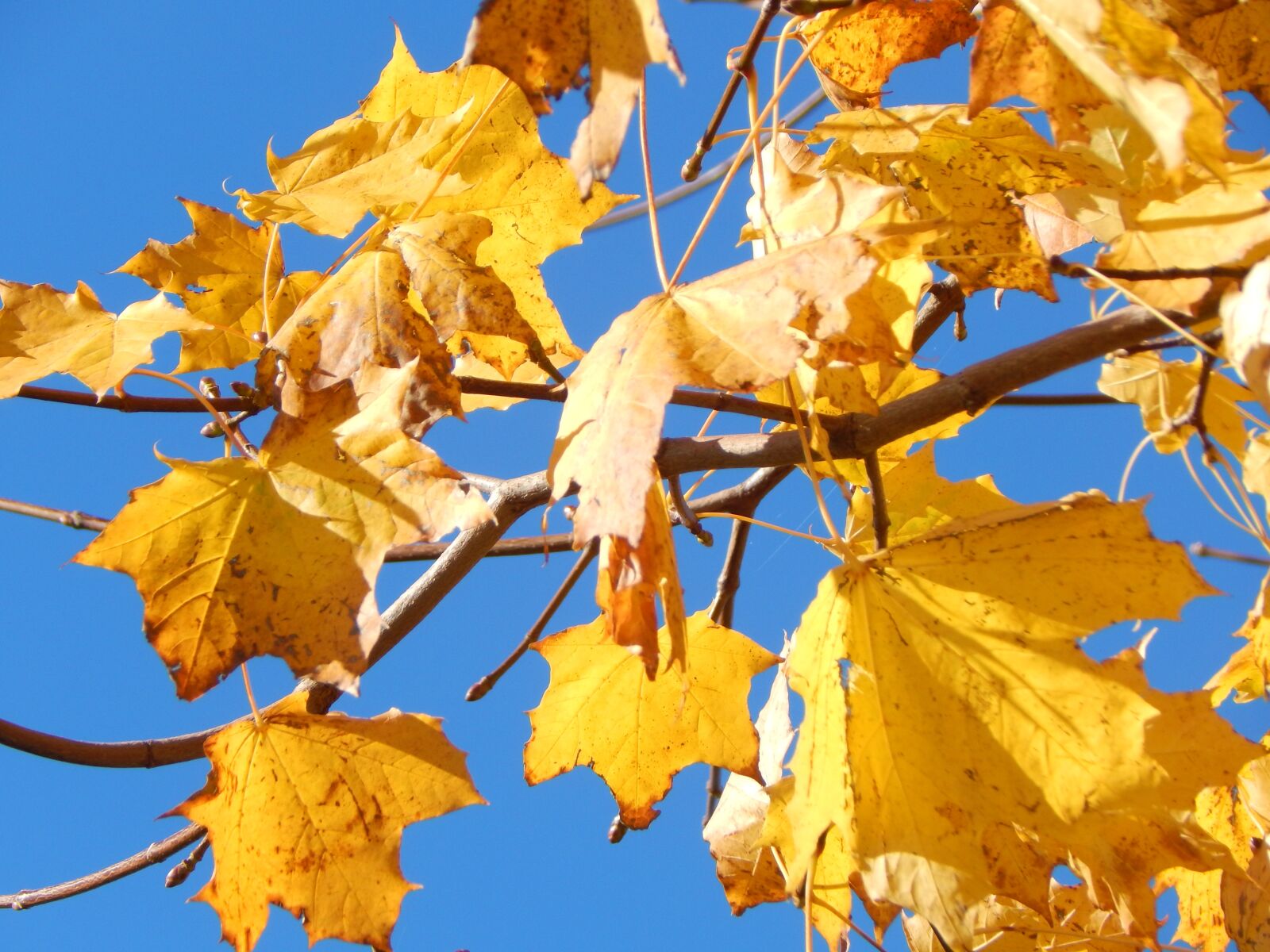 Nikon Coolpix L830 sample photo. Leaves, autumn, yellow photography