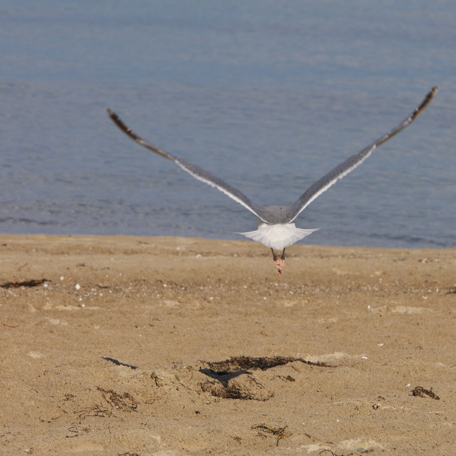 Canon EOS-1Ds Mark III sample photo. Seagull, bird, animal photography