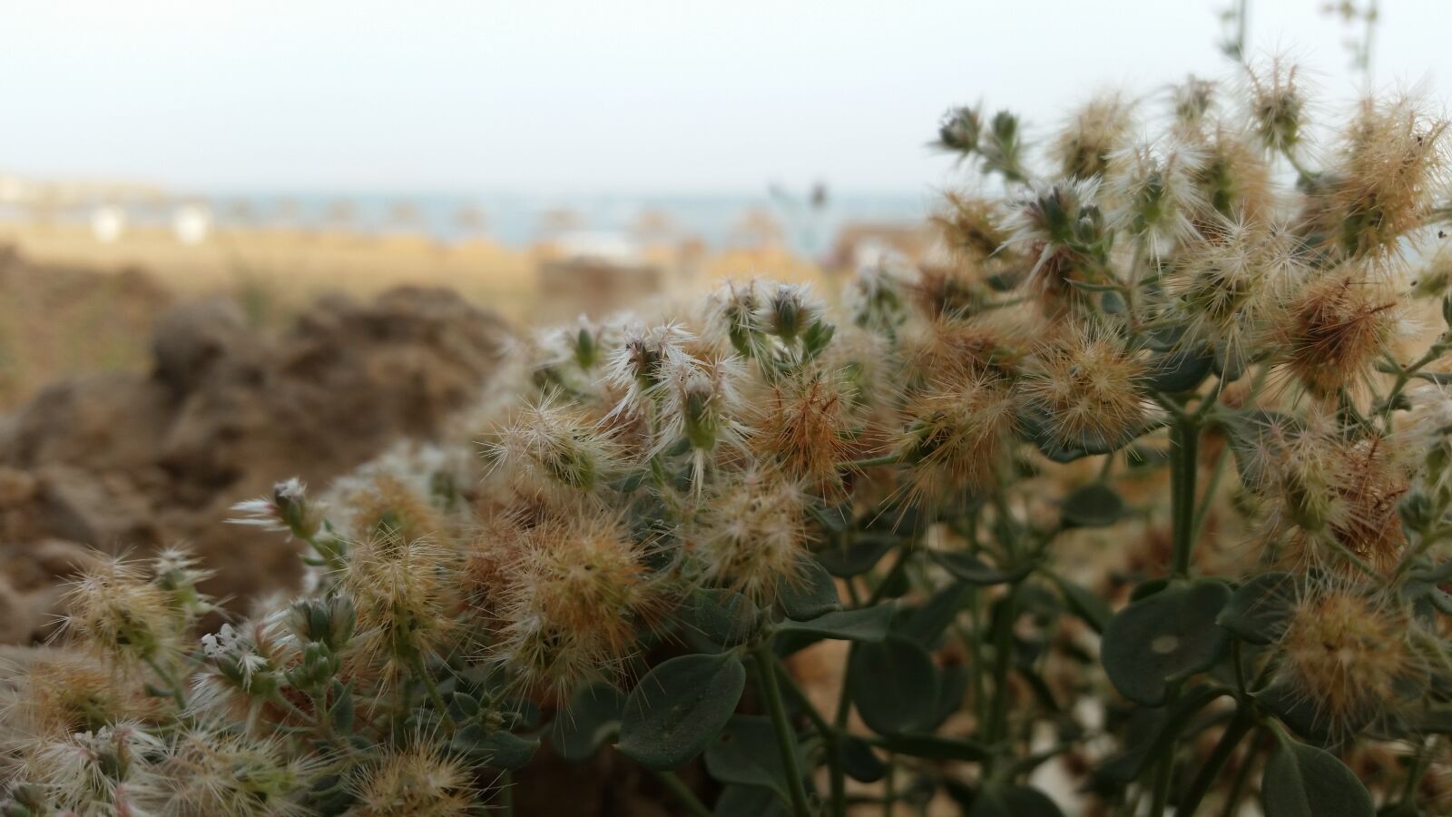 Samsung Galaxy S5 sample photo