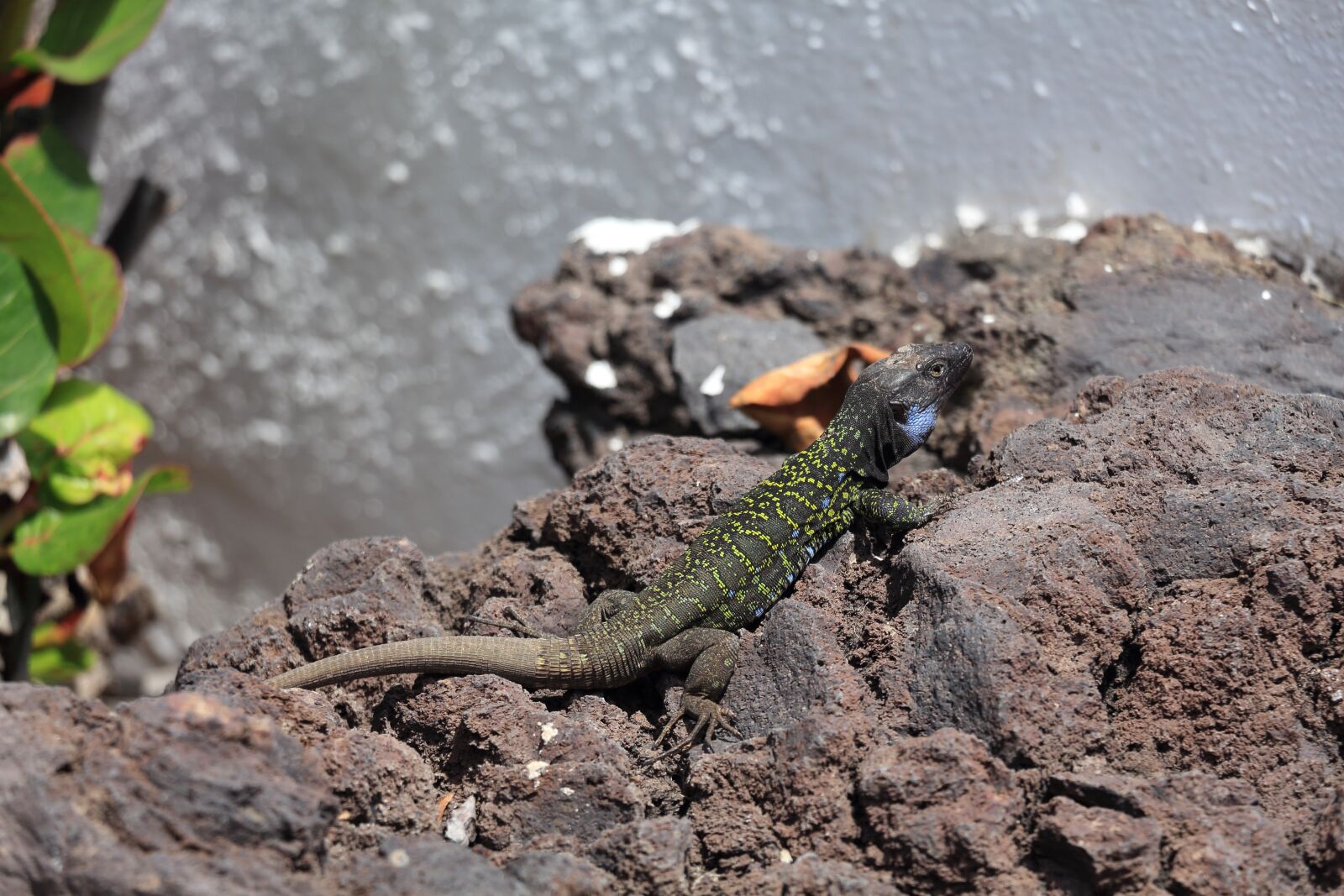 Canon EOS 650D (EOS Rebel T4i / EOS Kiss X6i) sample photo. Tenerife, lizard, animal photography