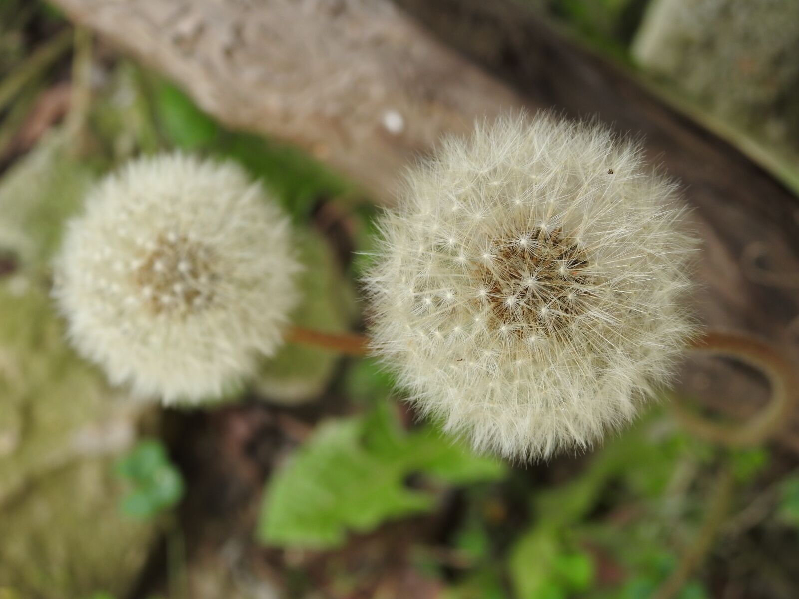 Nikon Coolpix P900 sample photo. Flowers, violet, nature photography