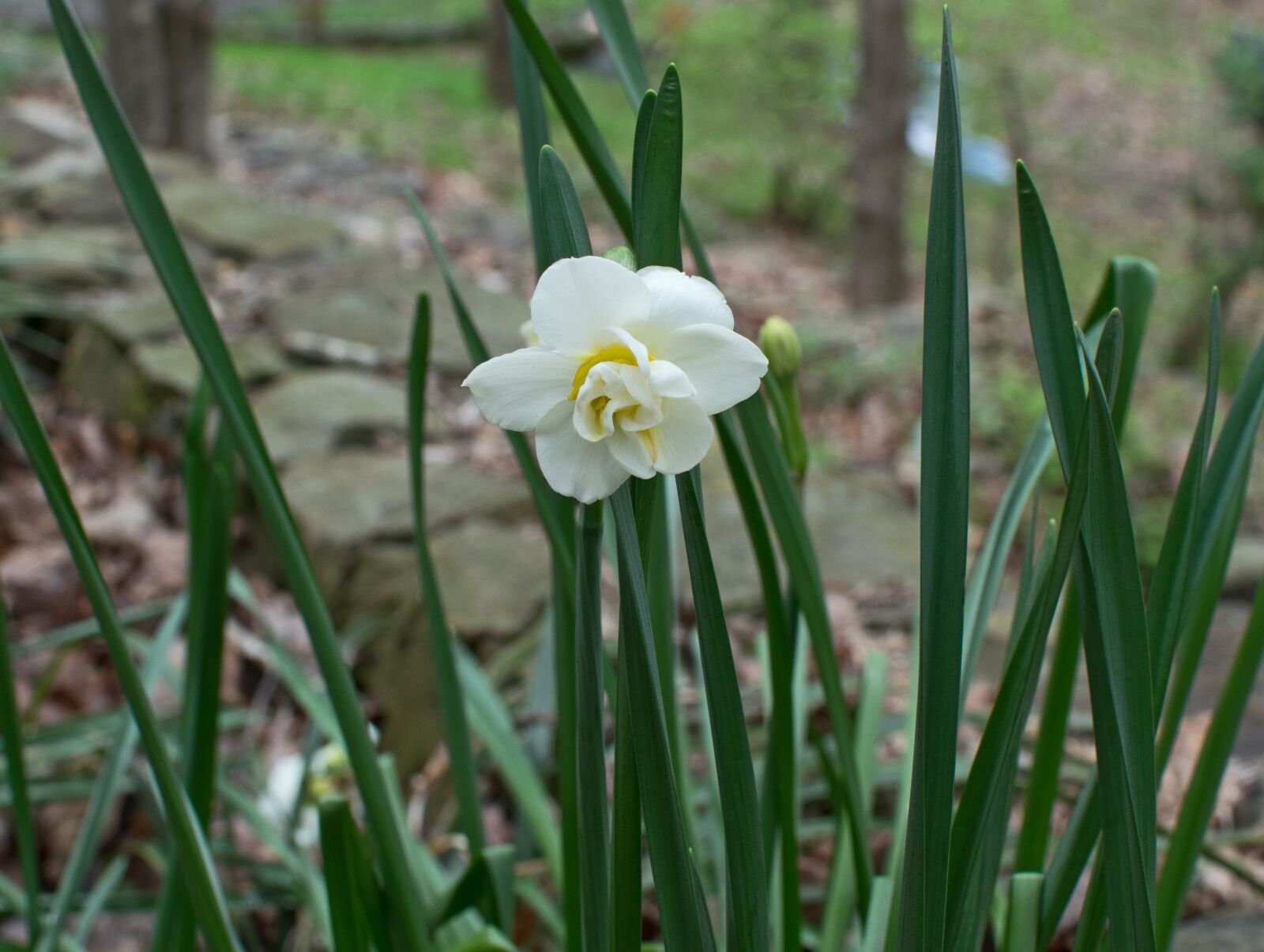 Nikon D3300 sample photo. Double narcissus, flower, blossom photography