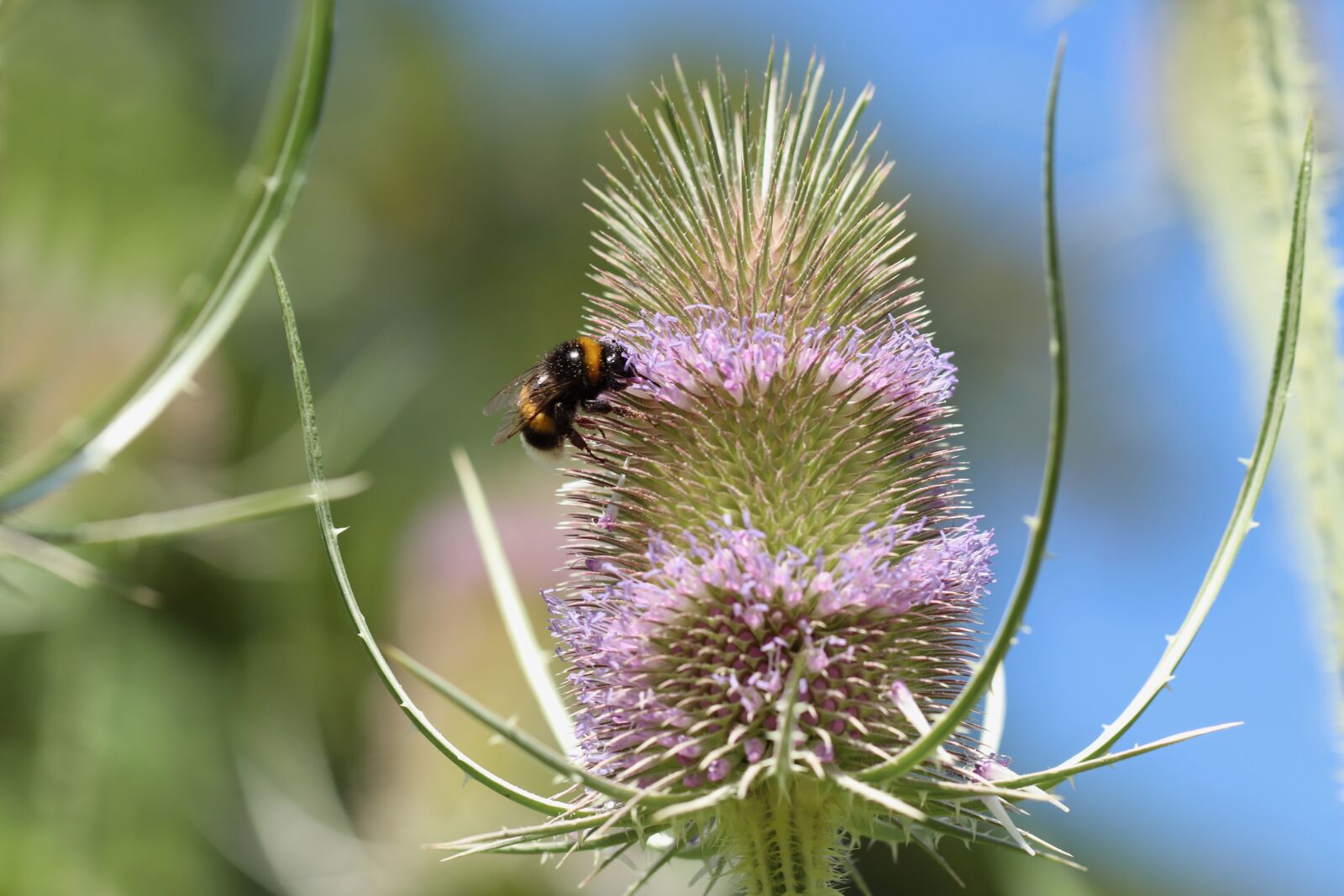 Canon EOS 800D (EOS Rebel T7i / EOS Kiss X9i) sample photo. Dipsacus fullonum, hummel, insect photography