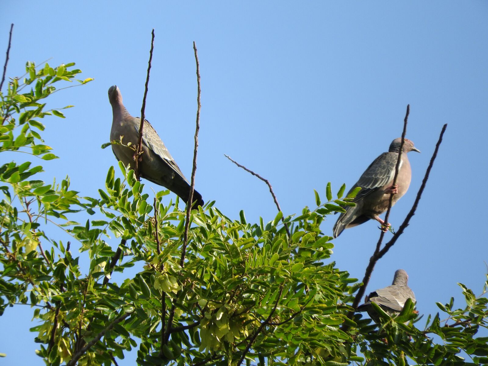 Nikon Coolpix P610 sample photo. Bird, forest, blue photography