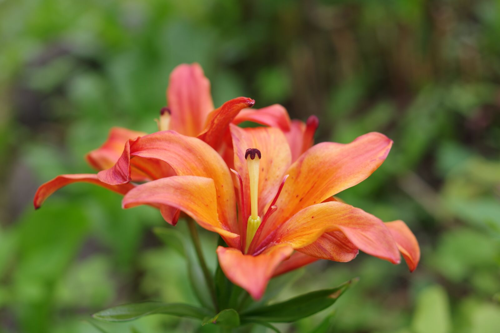 Pentax K-70 sample photo. Nature, flower, lily photography