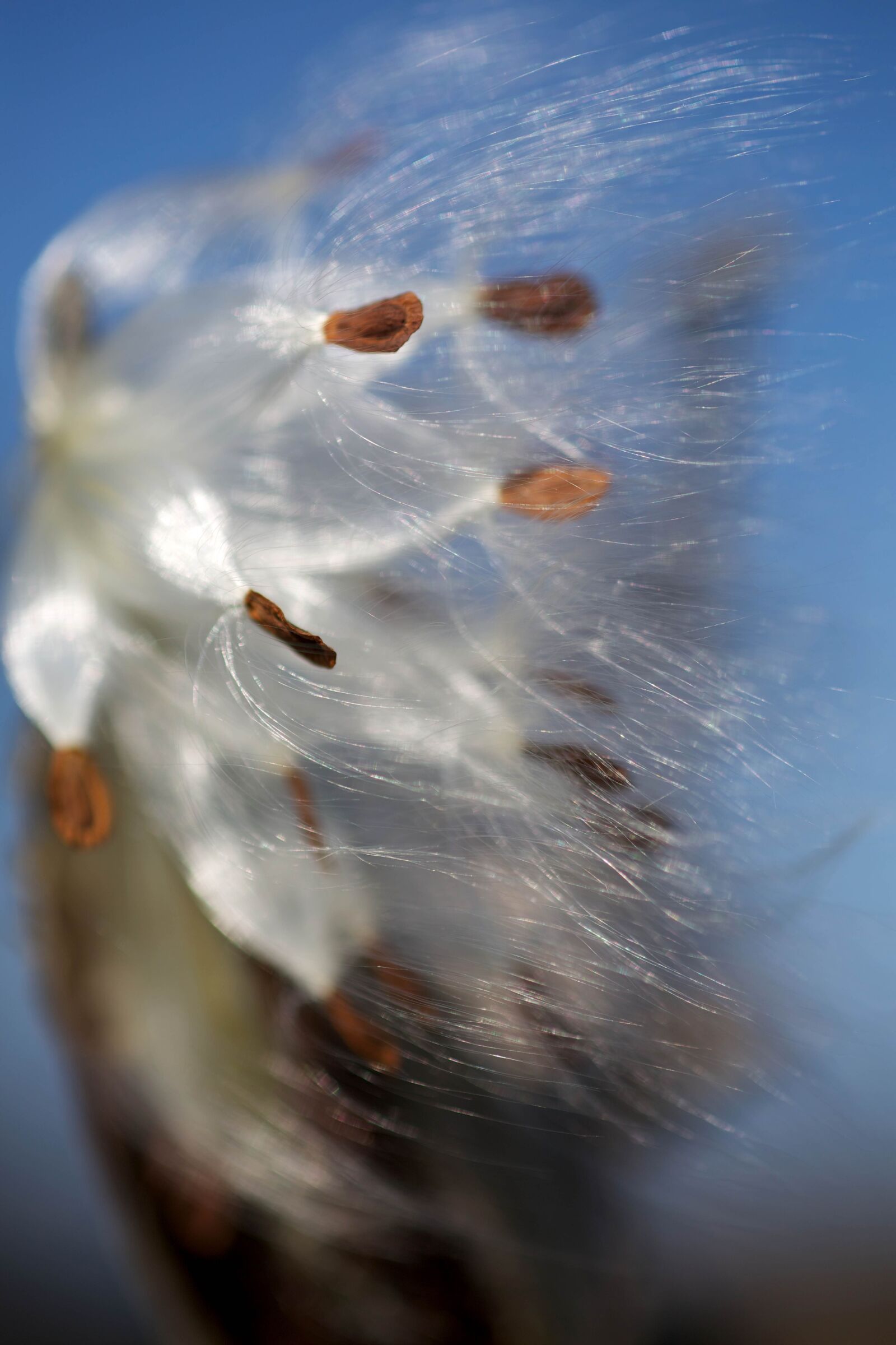 Canon EOS 5D Mark III sample photo. Milkweed, seeds, blown, wind photography