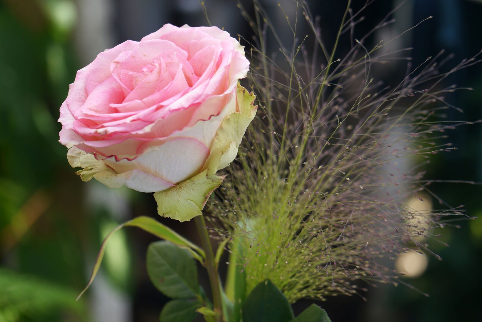 Panasonic Lumix DMC-G5 sample photo. Rose, flower, blossom photography