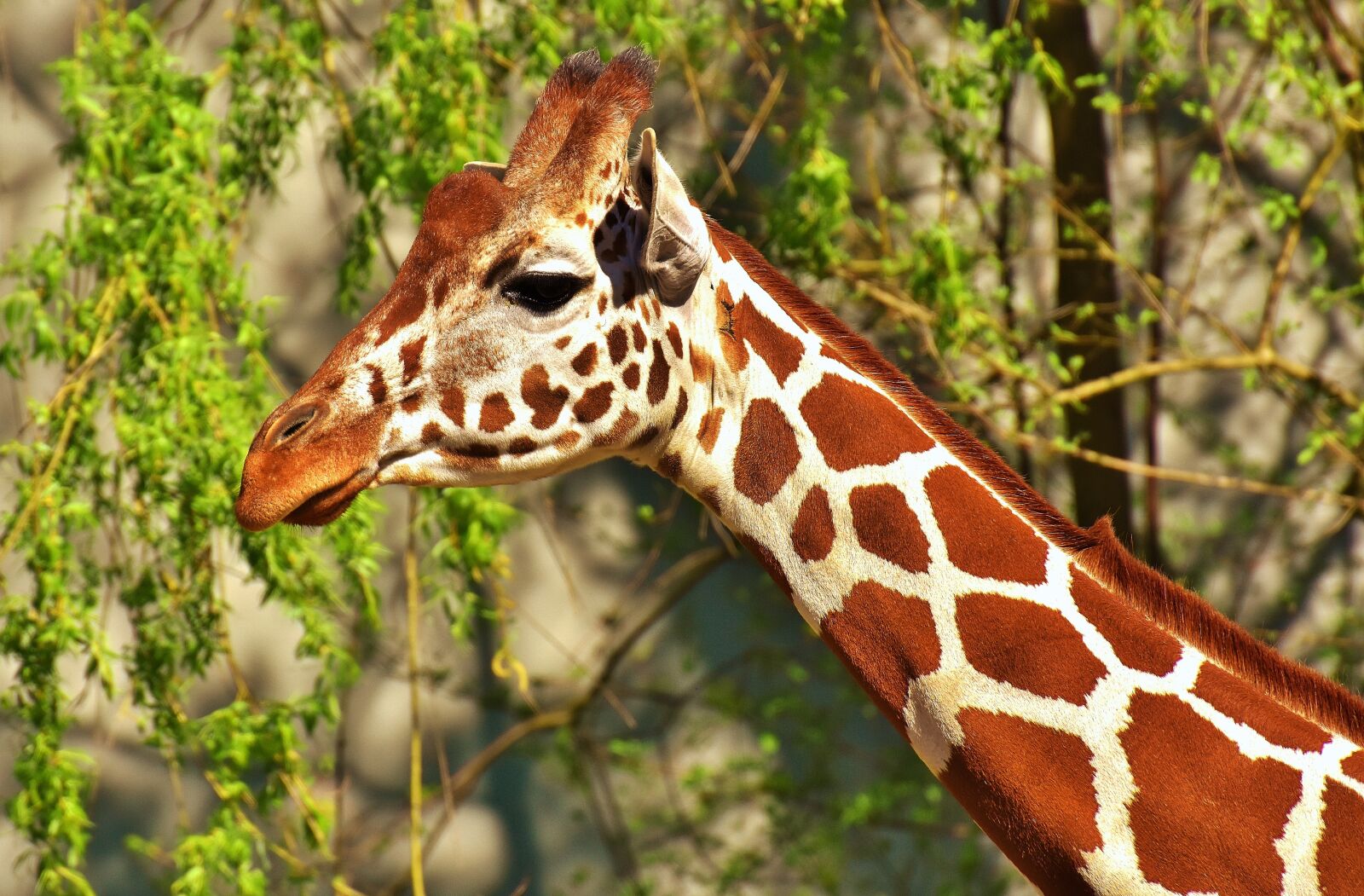 Nikon D7200 sample photo. Giraffe, wild animal, stains photography