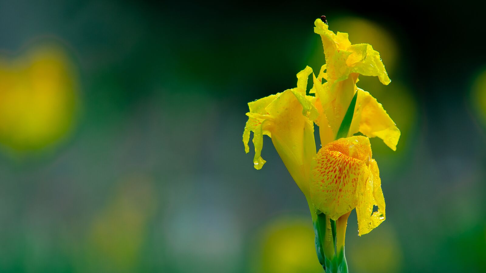 Sony a7 III sample photo. Flowers, natural treatment photography