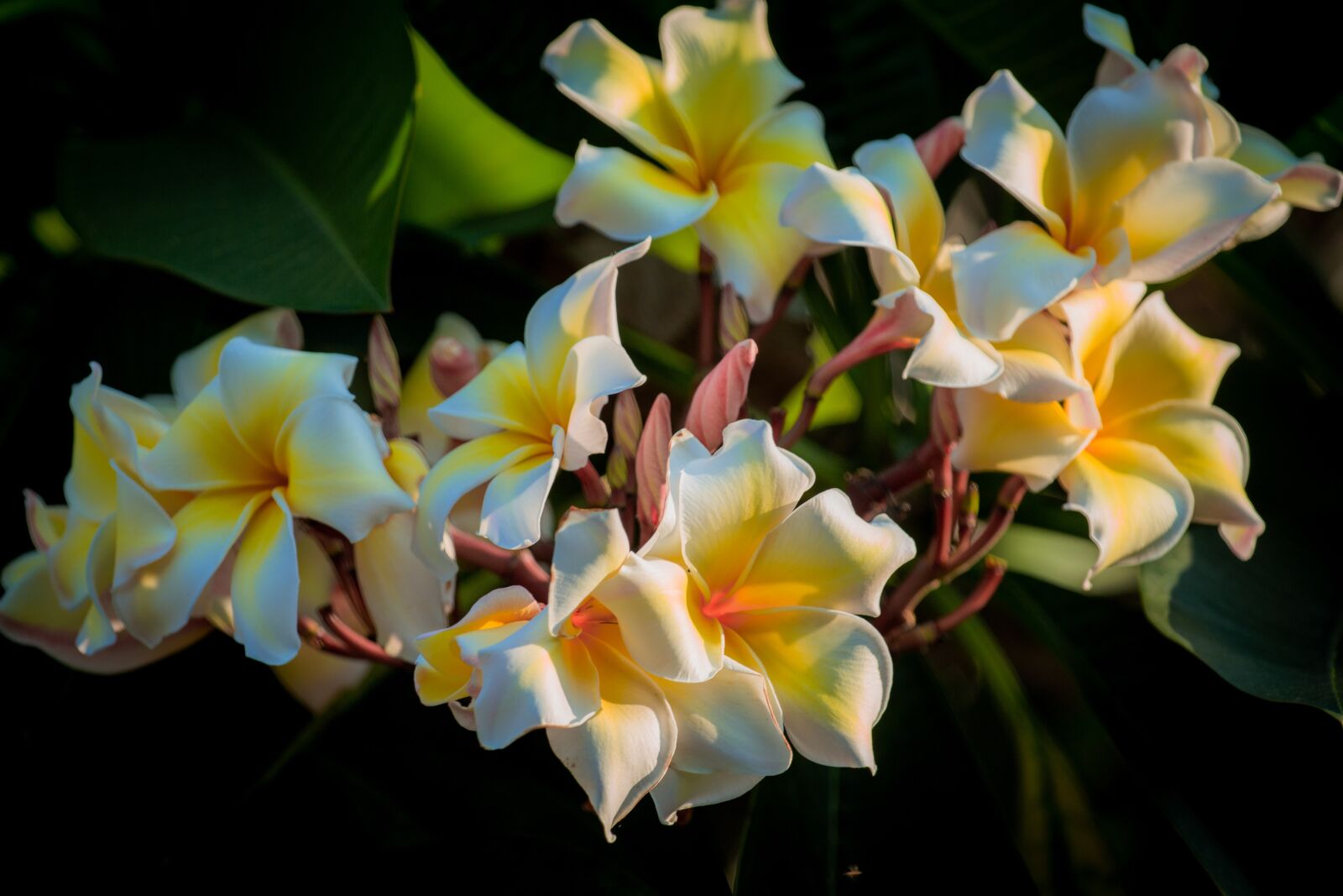 Canon EF 70-200mm F4L USM sample photo. Plumeria, flower, thailand photography