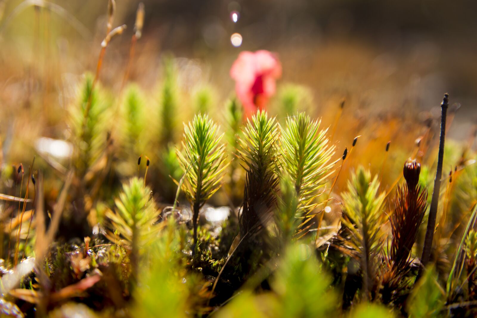 Canon EOS 700D (EOS Rebel T5i / EOS Kiss X7i) sample photo. Forest, foam, green photography
