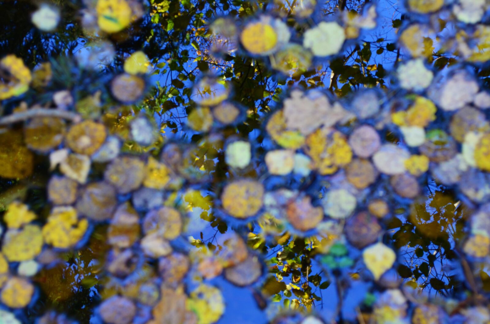 Nikon D5100 sample photo. Nature, flora, color photography