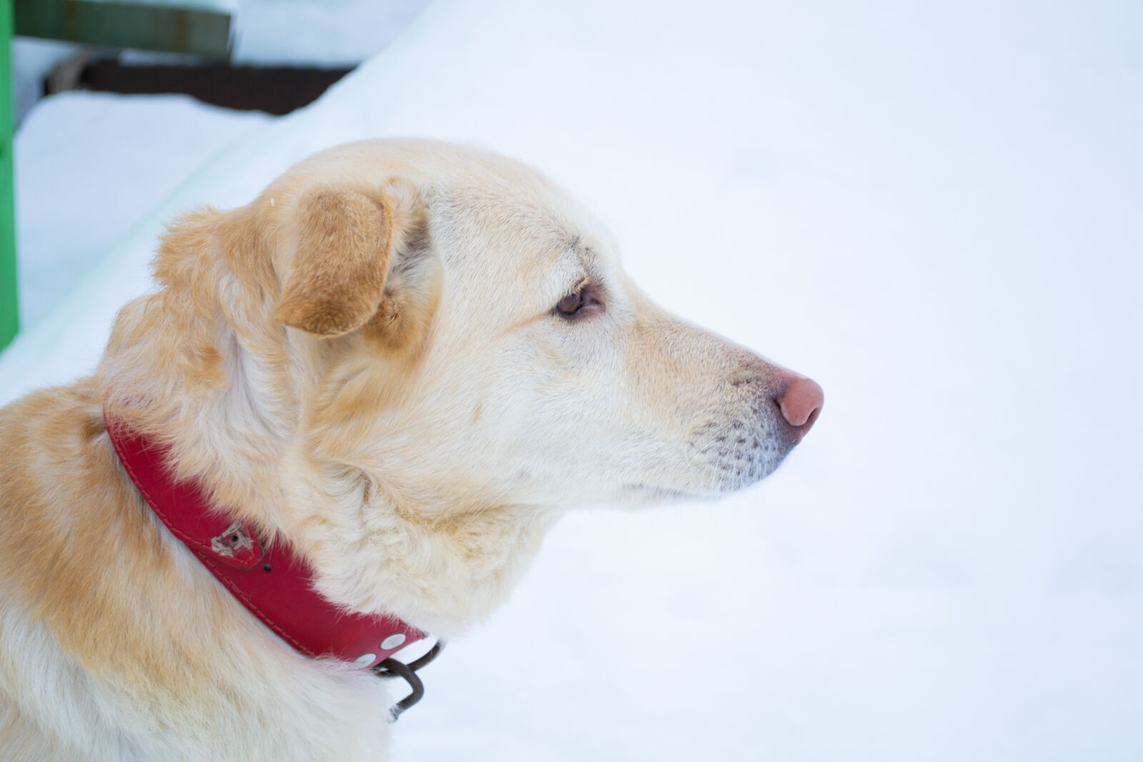 Nikon D3100 sample photo. Dog, labrador, winter photography