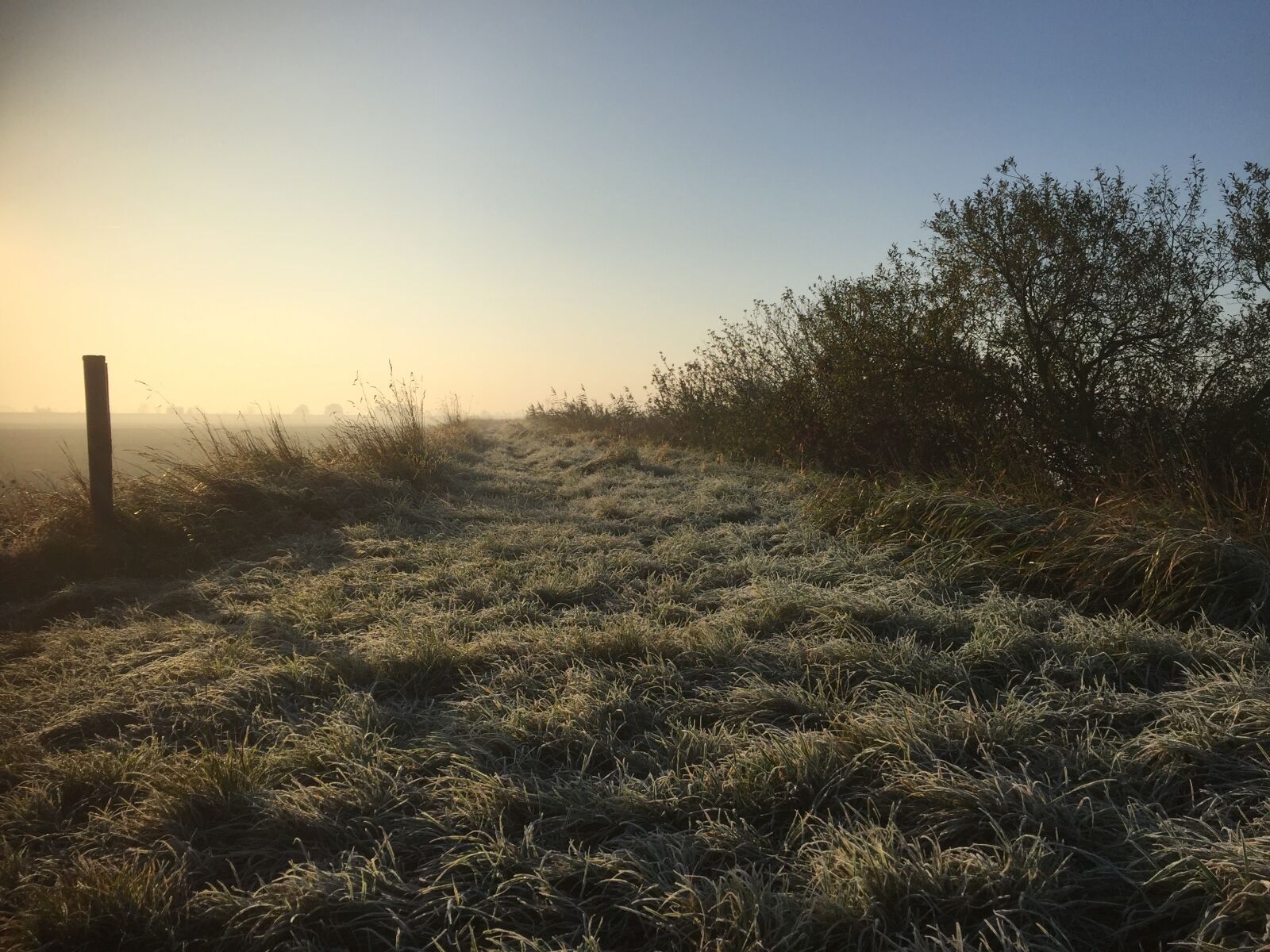 Apple iPhone 6 sample photo. Path, dew, frosty photography
