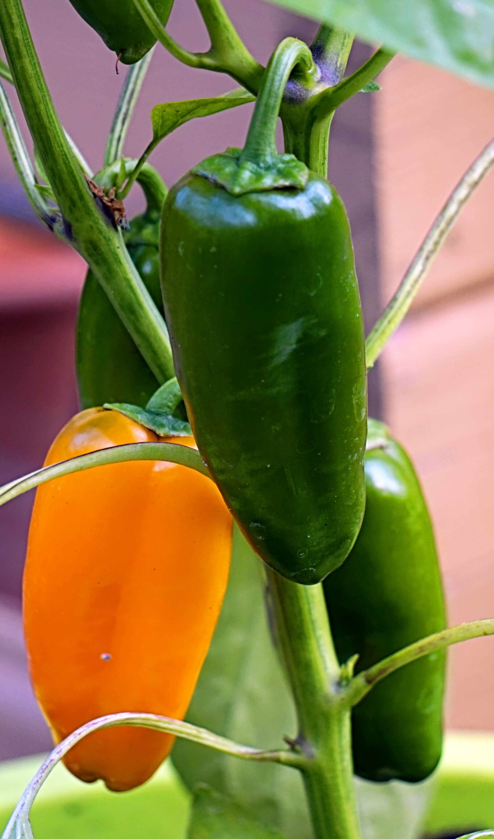 Sony Alpha a5000 (ILCE 5000) + Sony E 55-210mm F4.5-6.3 OSS sample photo. Paprika, yellow, green photography