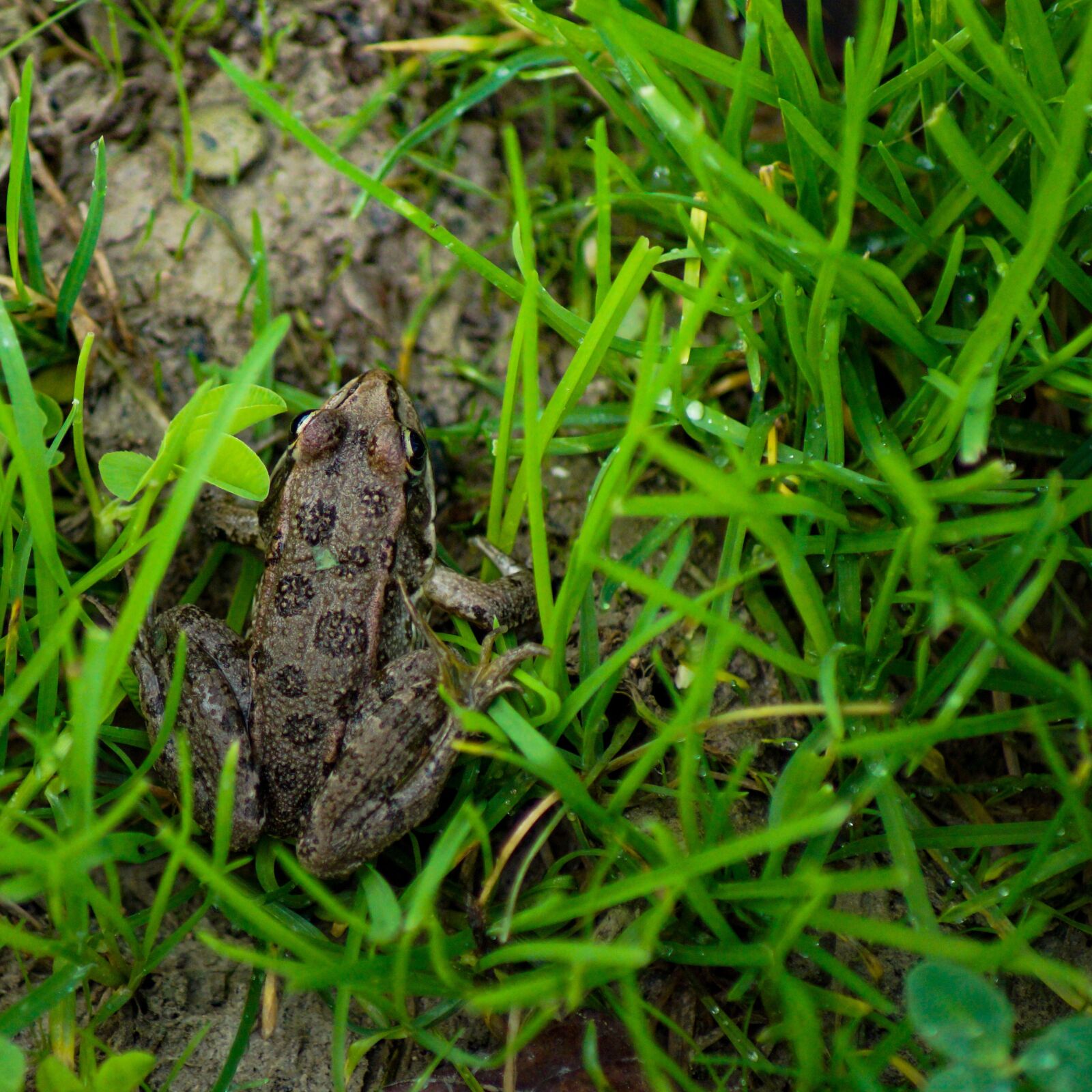 Sony SLT-A58 sample photo. Frog, animals, green photography