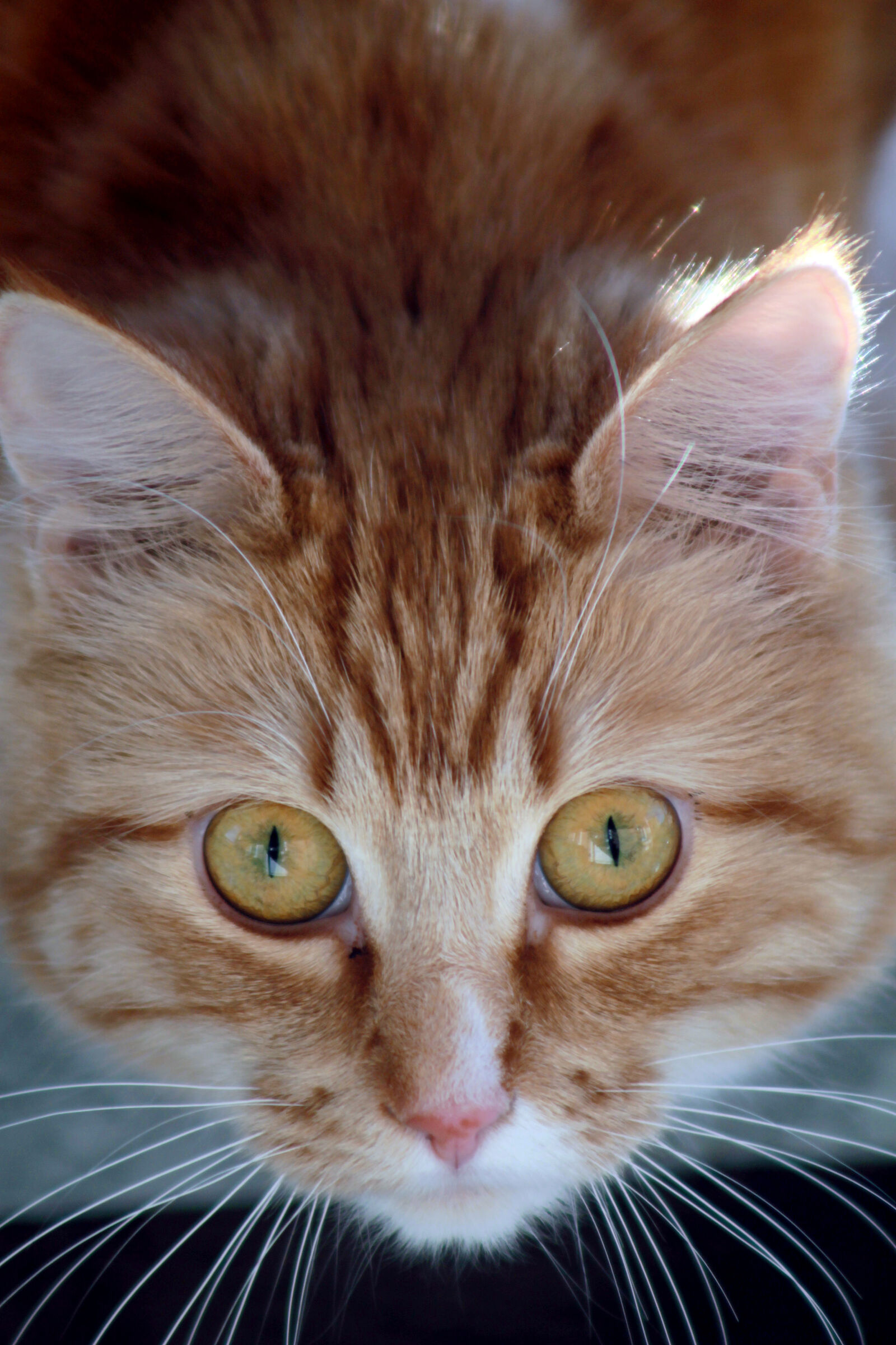 Canon EOS 1100D (EOS Rebel T3 / EOS Kiss X50) sample photo. Cat, ginger, house, cat photography