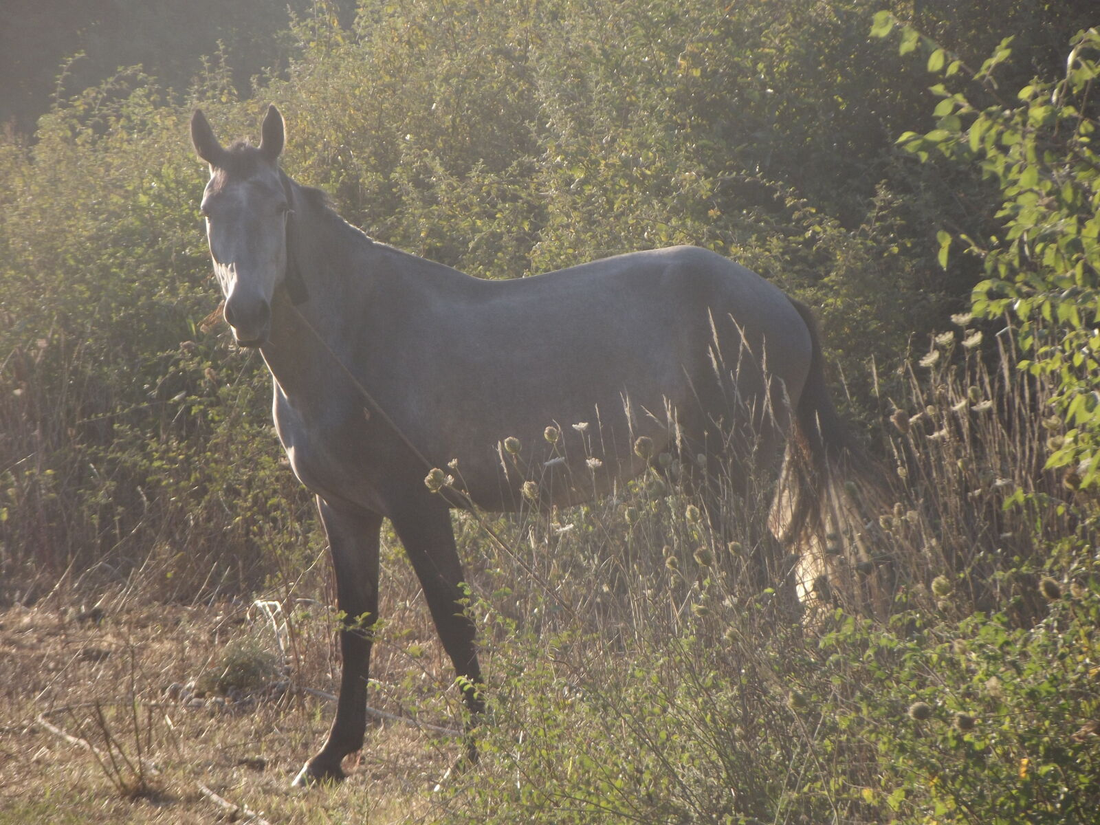 Fujifilm FinePix S2995 sample photo. Animal, horse, mammal photography