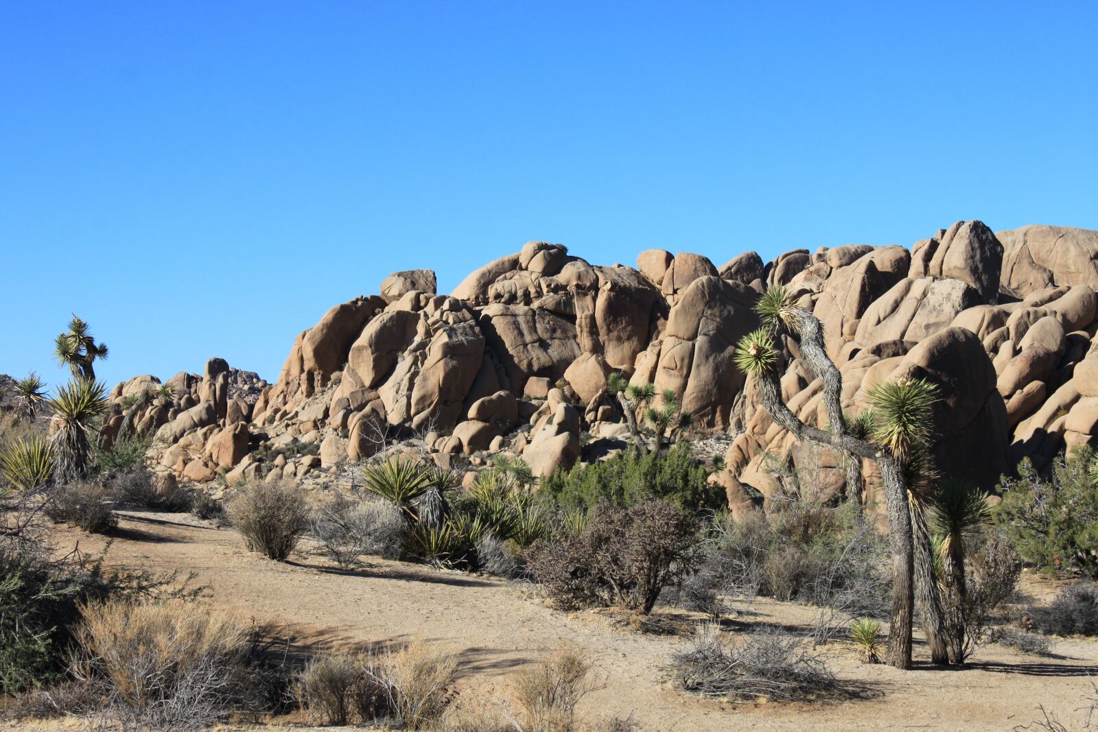 Canon EOS 500D (EOS Rebel T1i / EOS Kiss X3) sample photo. National park, california, desert photography