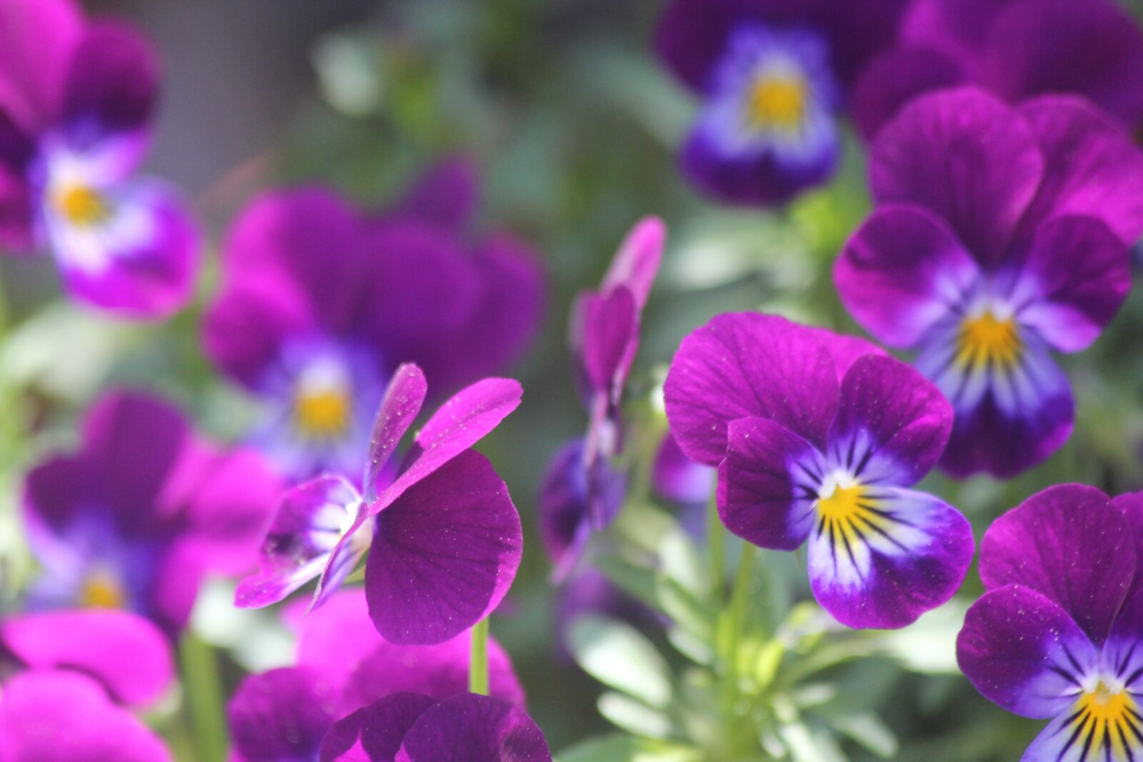 Canon EOS 550D (EOS Rebel T2i / EOS Kiss X4) sample photo. Flower, purple, nature photography