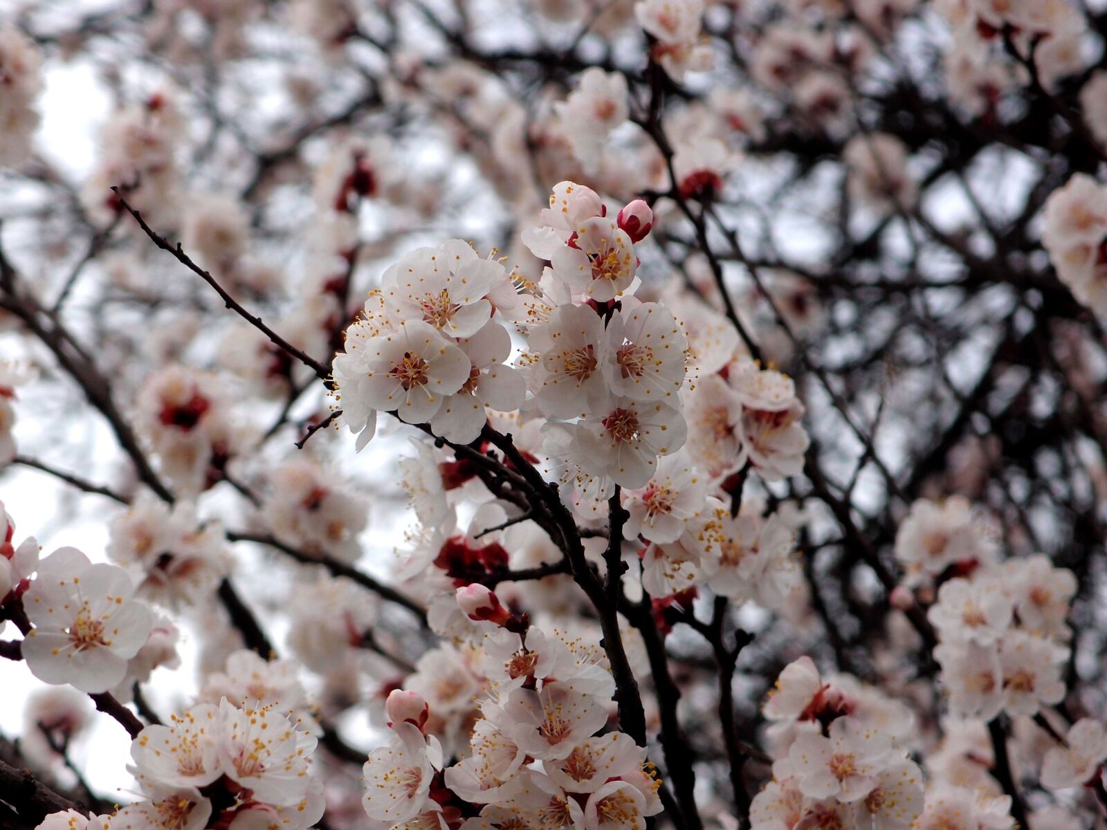 Olympus XZ-1 sample photo. Spring, flowers, flowers apricot photography