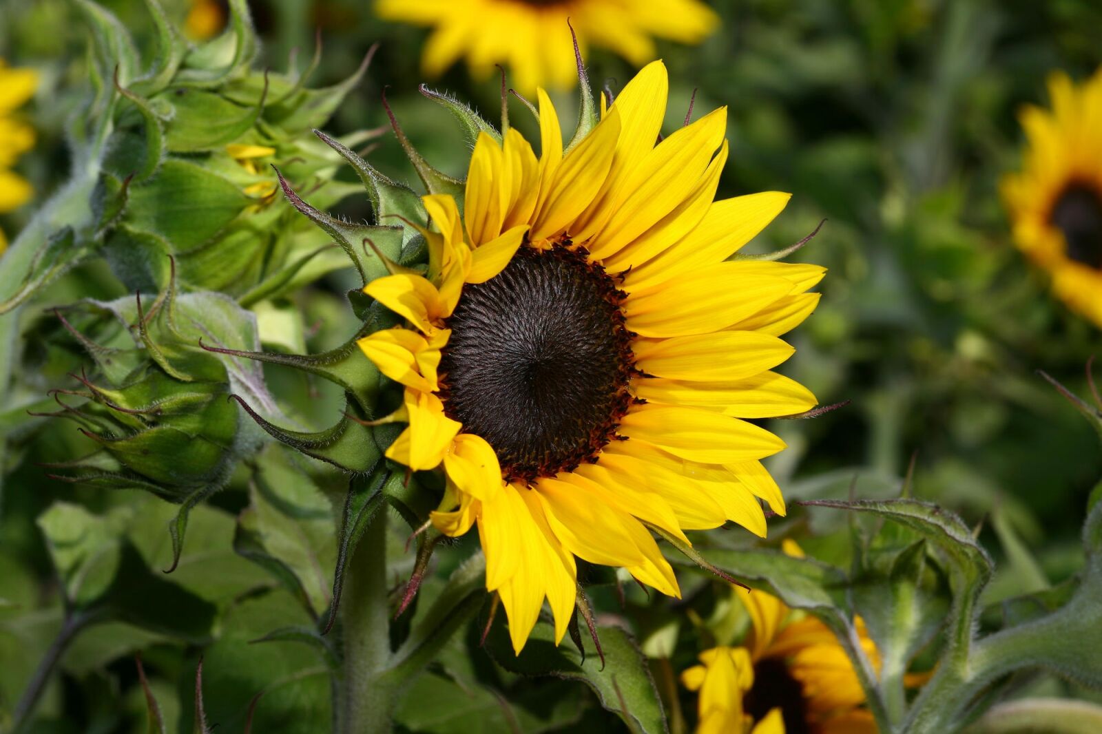Canon EOS 5D sample photo. My, garden, is photography