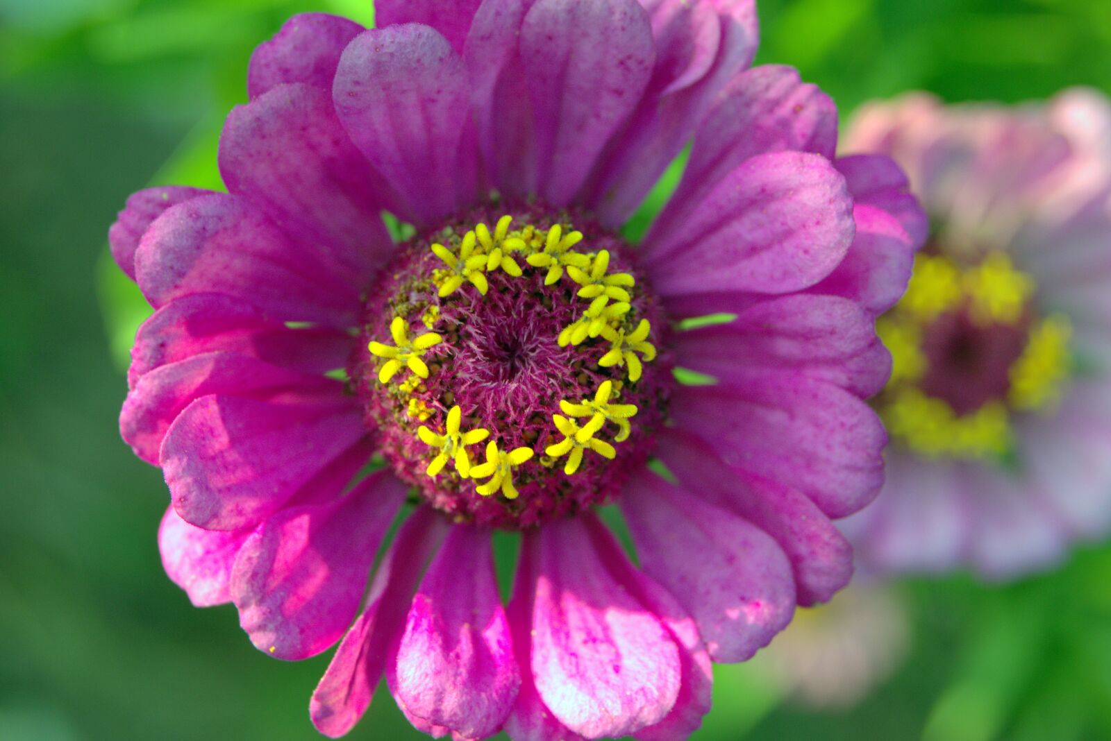 Pentax K-S2 sample photo. Zinnia, flower, violet photography