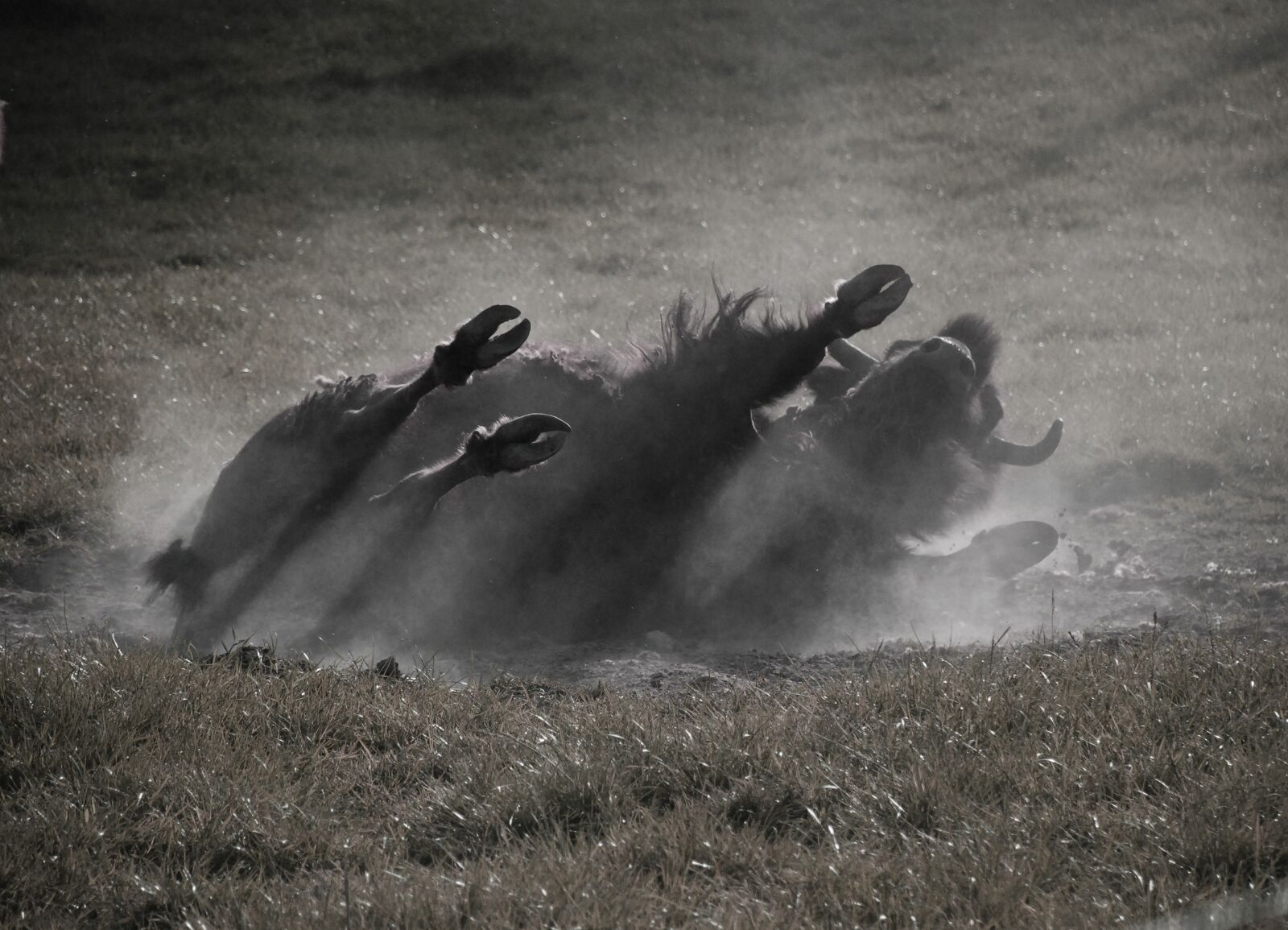 Nikon D80 sample photo. Buffalo, wild, american buffalo photography