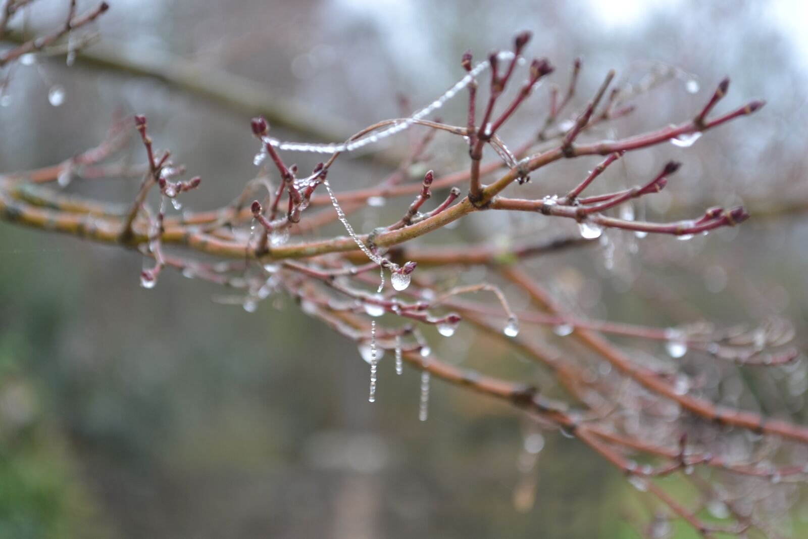 Nikon D3100 sample photo. Nature, frost, snow photography