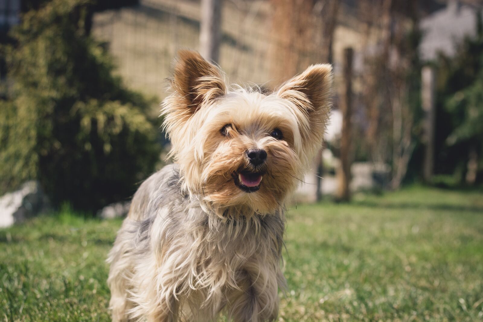 Nikon D7100 sample photo. Dog, small, yorkie photography