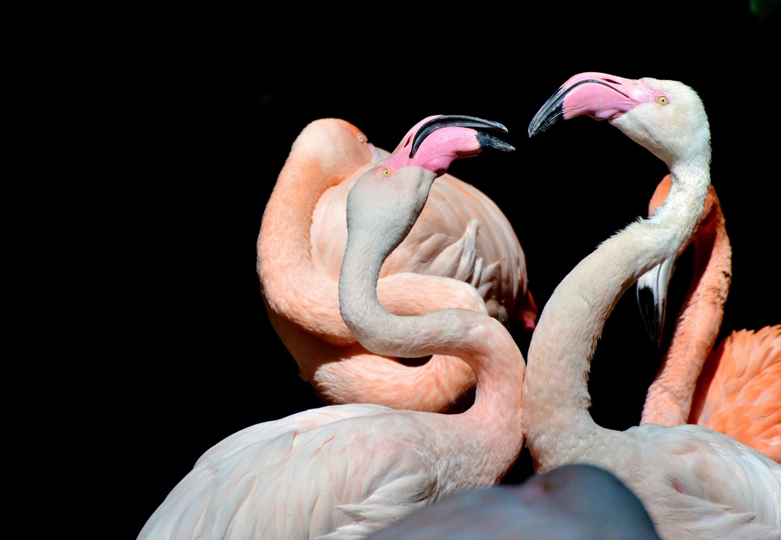 Nikon D3200 sample photo. Flamingo, bird, pink photography