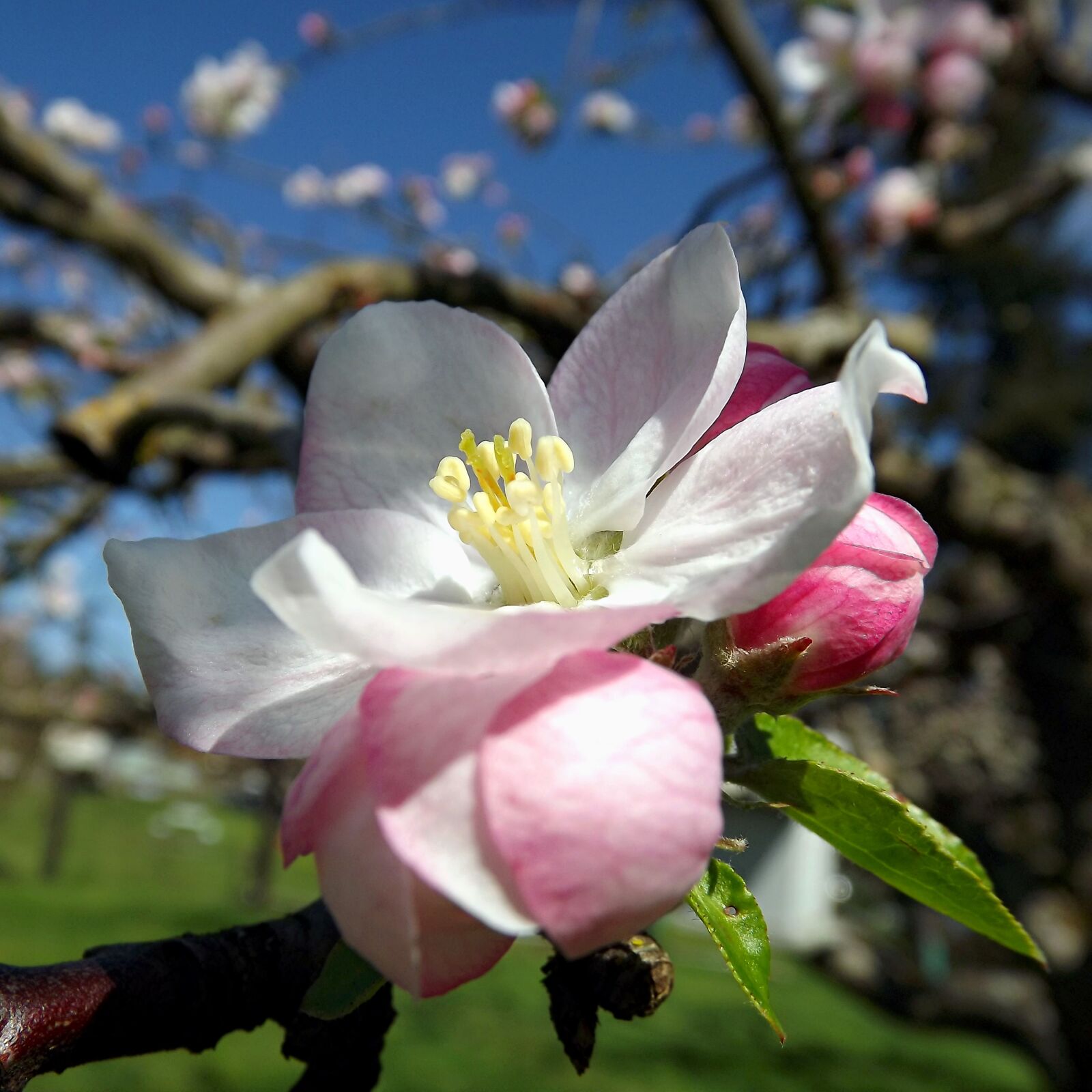 Fujifilm FinePix S3280 sample photo. Spring, flower, fruit trees photography